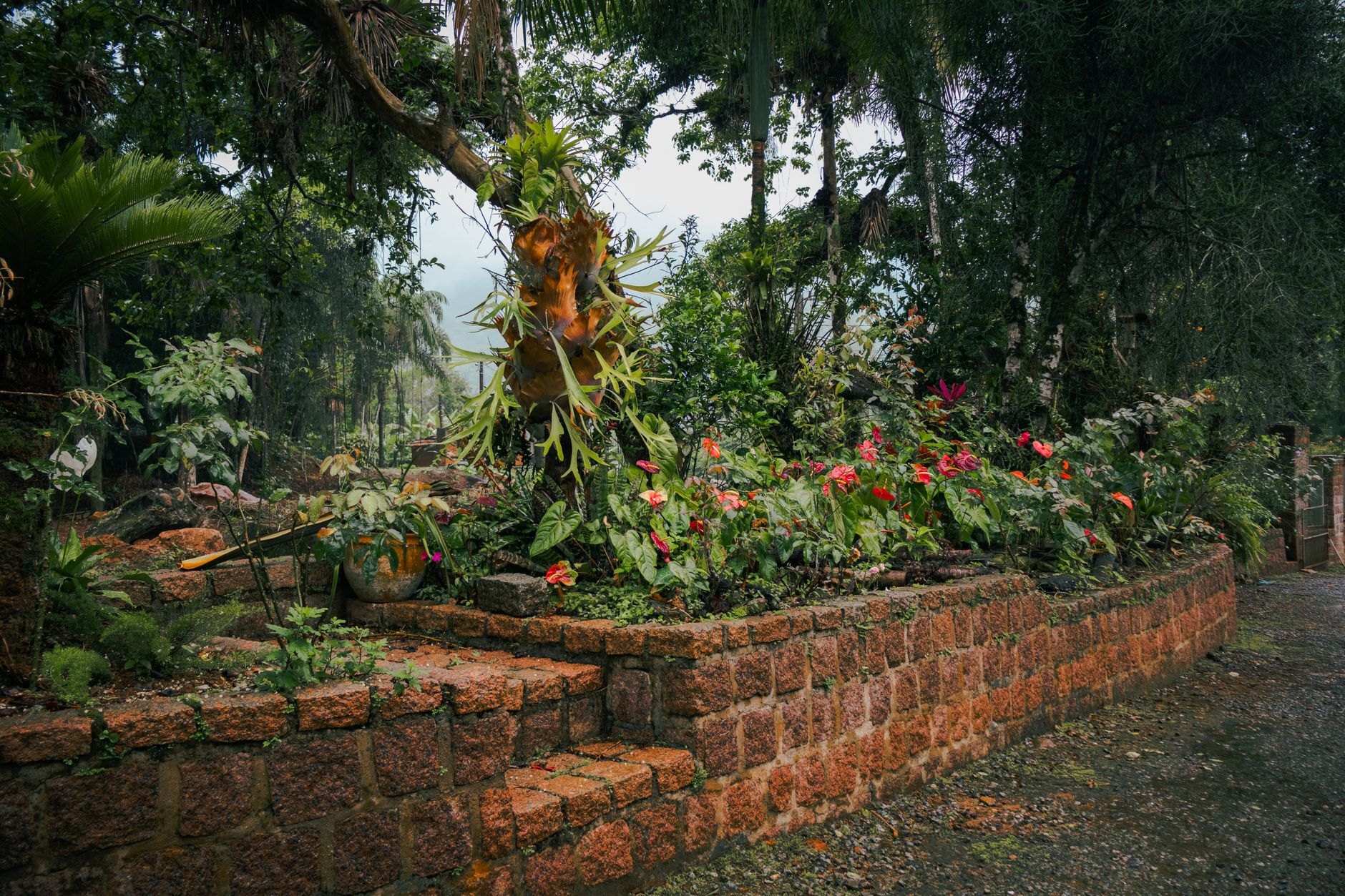 Enchanting multi-layered tropical garden filled with royal palms, giant ferns, and colorful orchids within a natural sinkhole