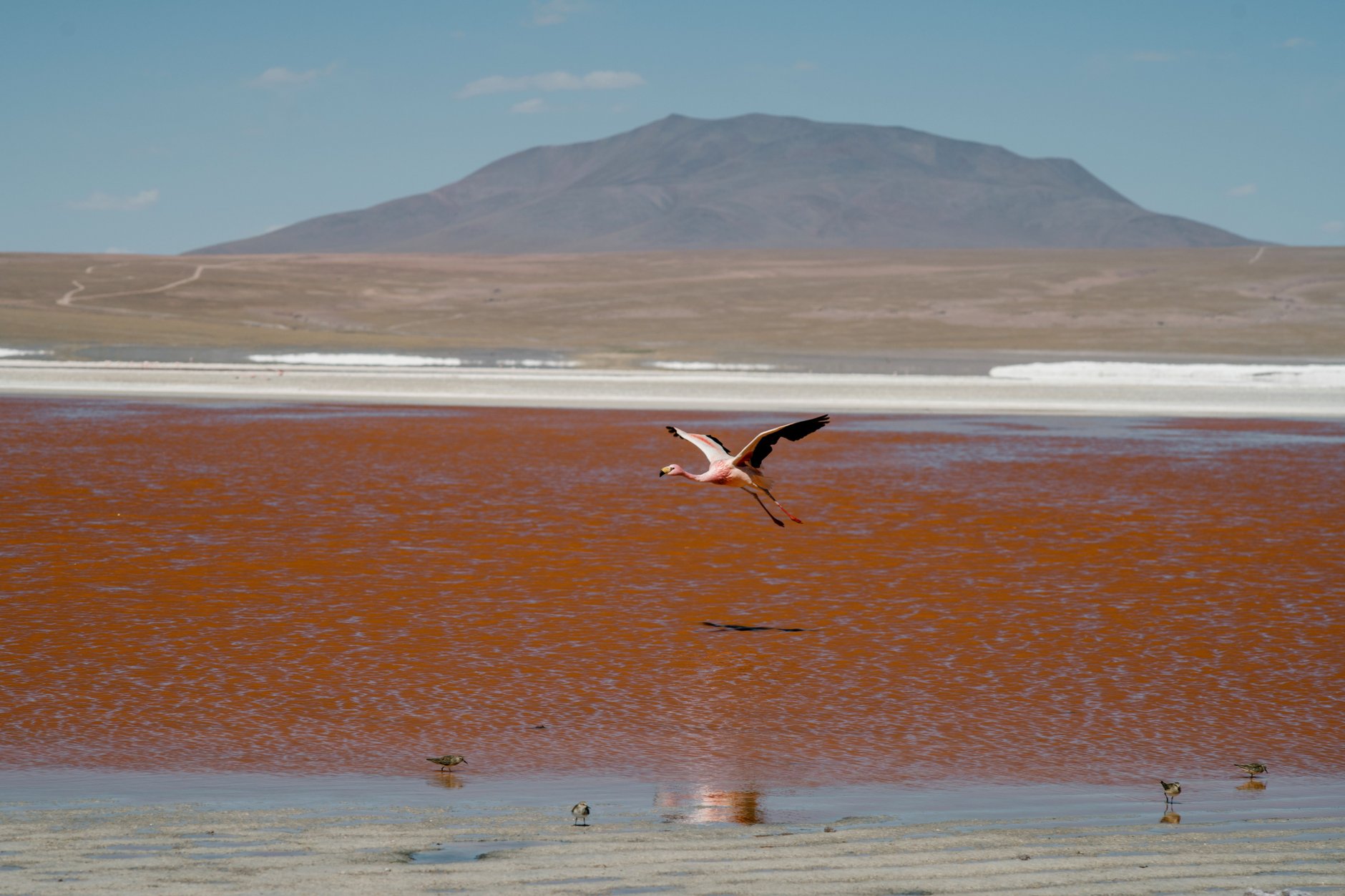 Flocks of James flamingos wading through the rust-red mineral waters and borax islands of Laguna Colorada in the high Andes