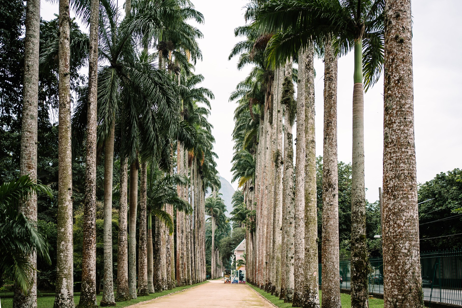 Avenue of towering royal palms in the Jardim Botânico botanical gardens of Rio de Janeiro