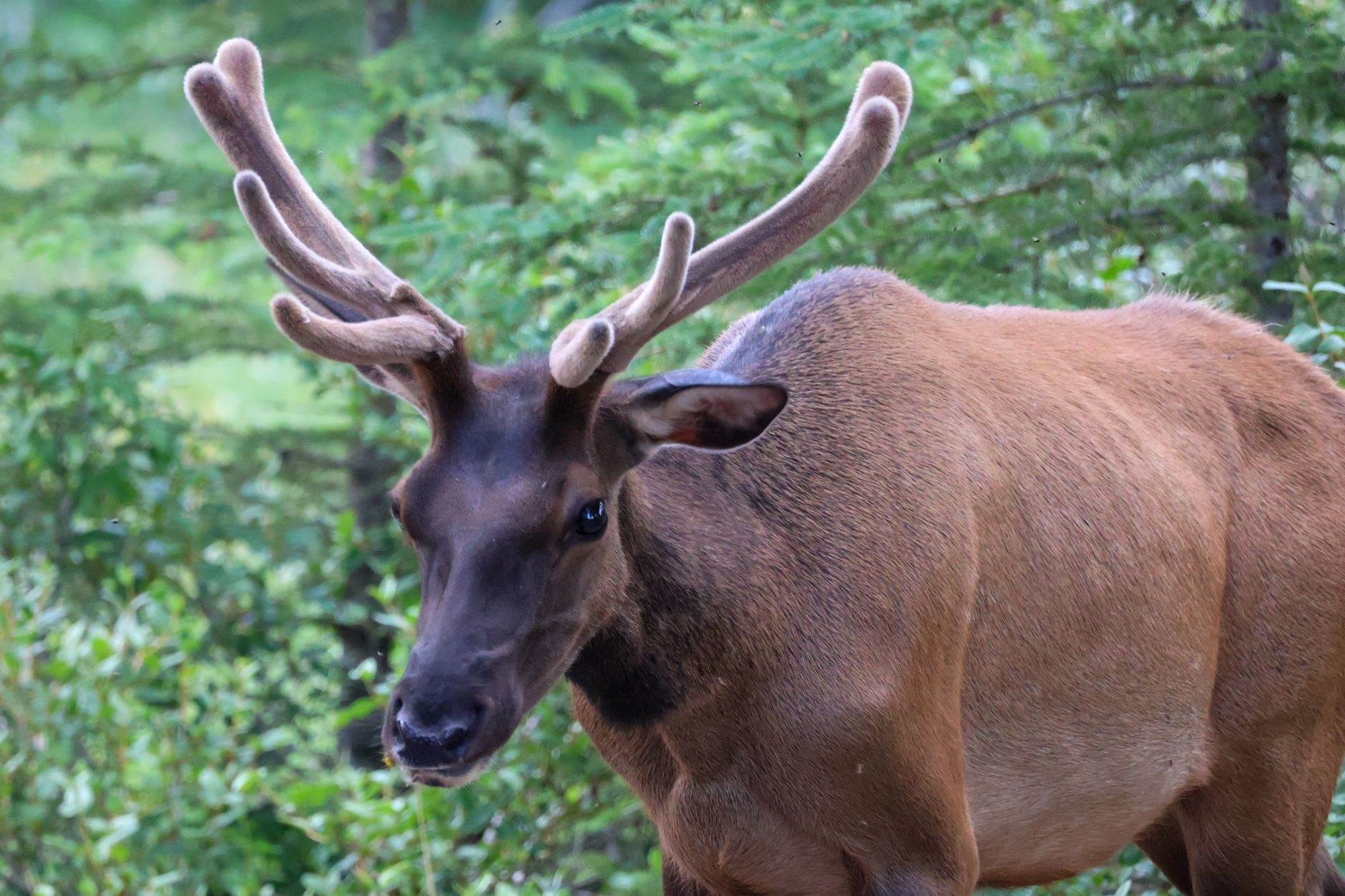 Bull elk with massive antlers grazing peacefully in a mountain meadow