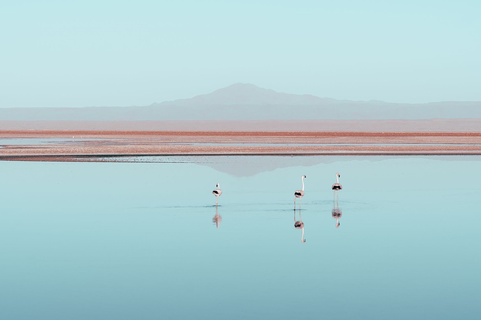 Wild Andean flamingos feeding in a shallow reflective mineral salt lagoon in the Atacama Desert Chile