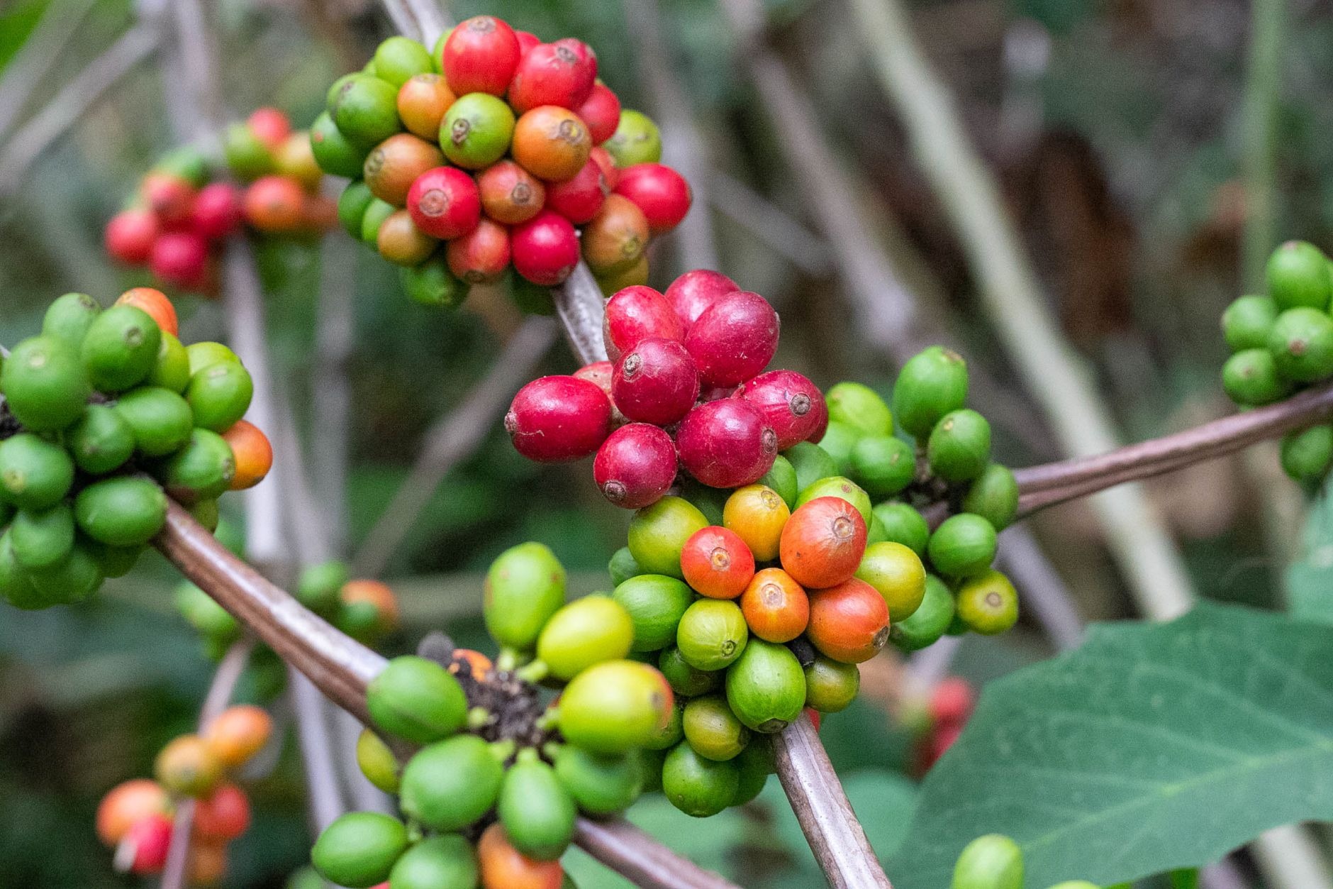 Lush coffee shrubs heavy with ripe crimson Arabica coffee cherries growing on a hillside plantation in Colombia's Coffee Triangle