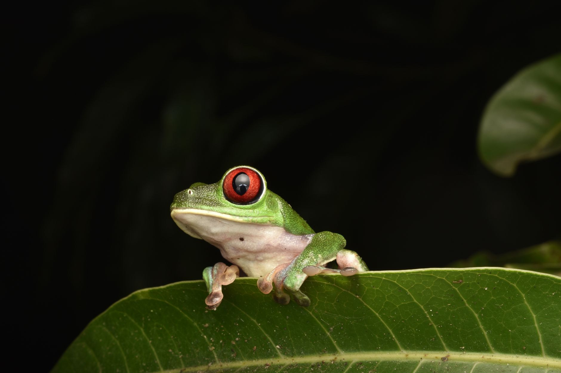 Iconic red-eyed tree frog clinging to a glistening tropical leaf
