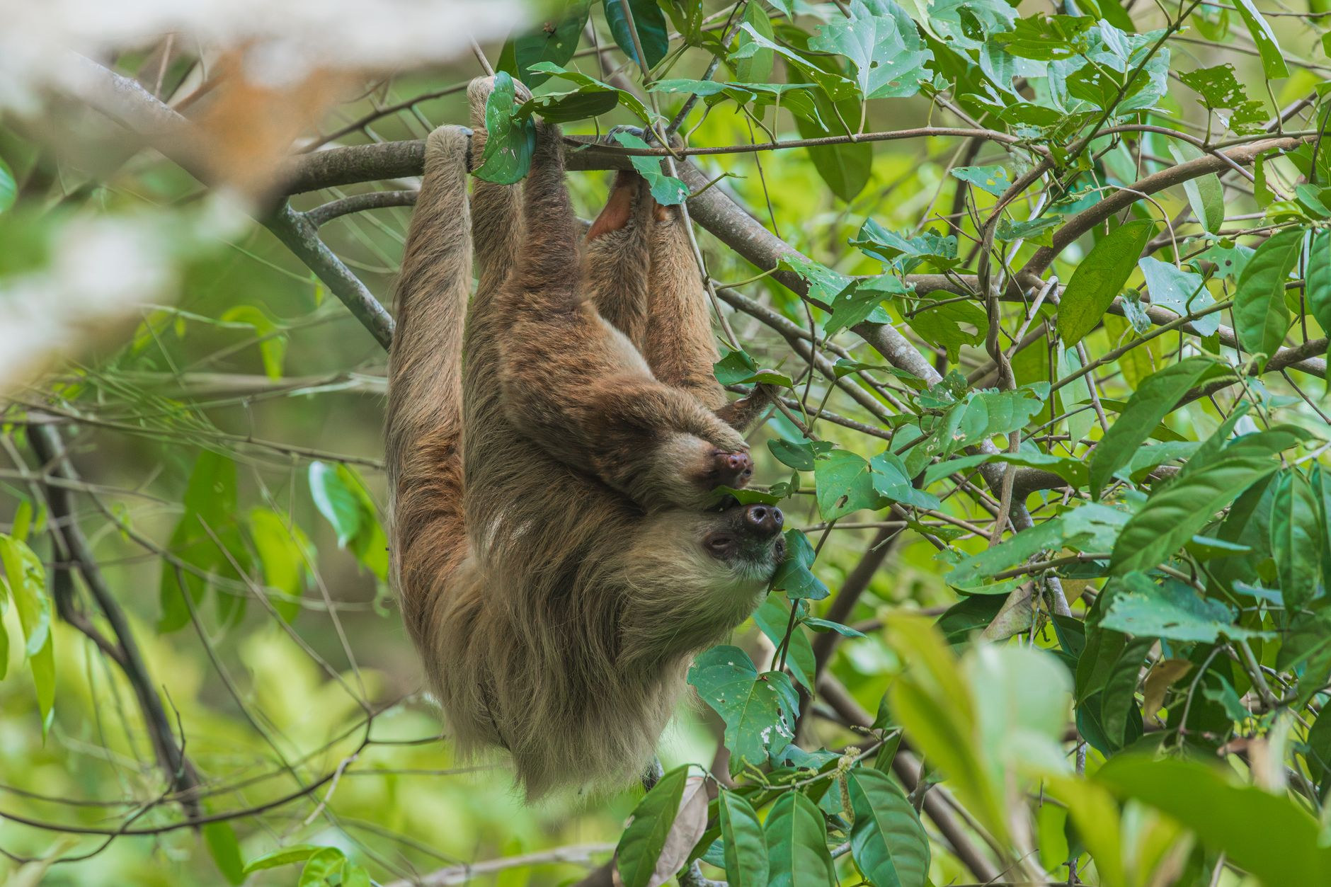 Three-toed sloth resting quietly in rainforest canopy