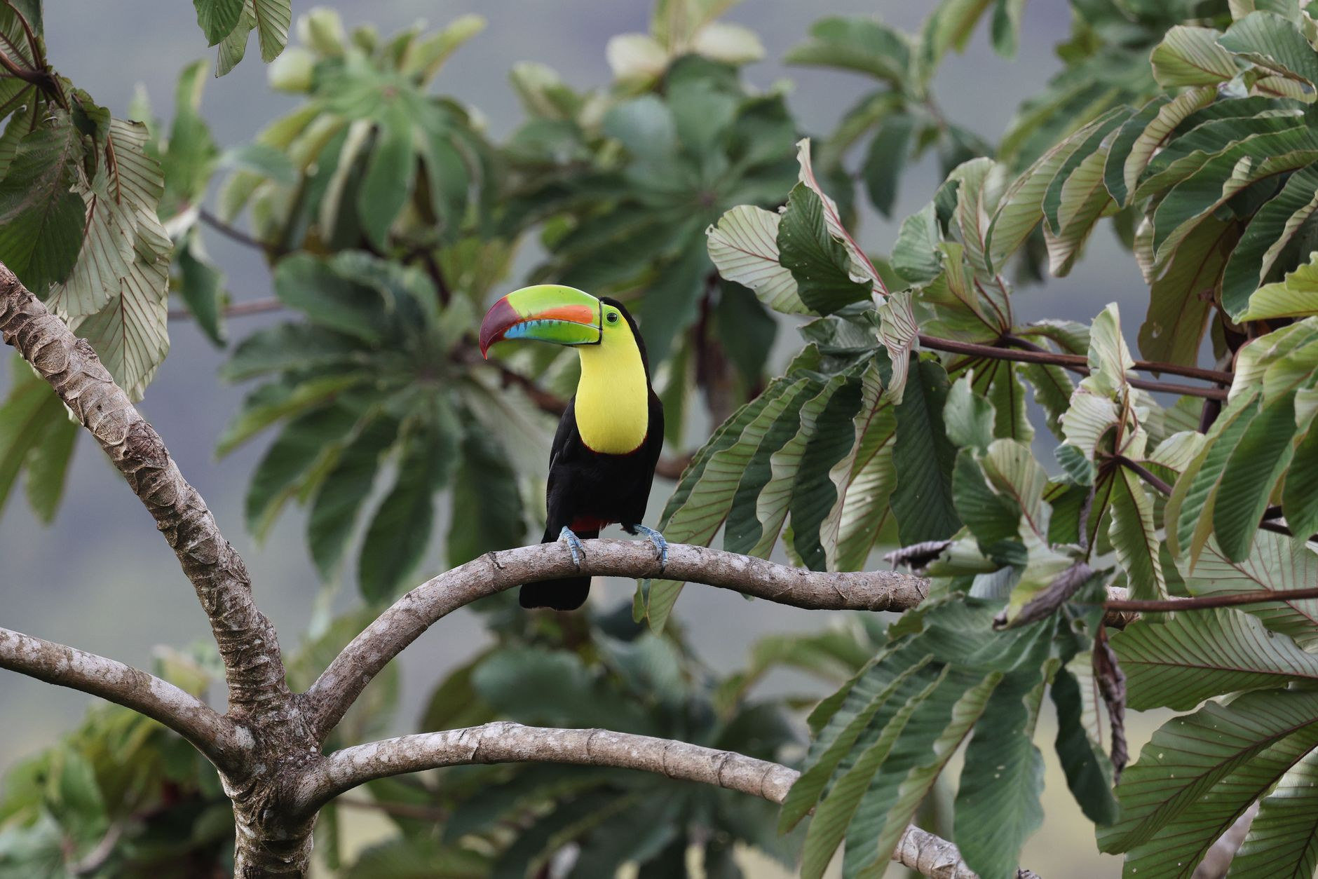 Vibrant keel-billed toucan perched on a rainforest branch