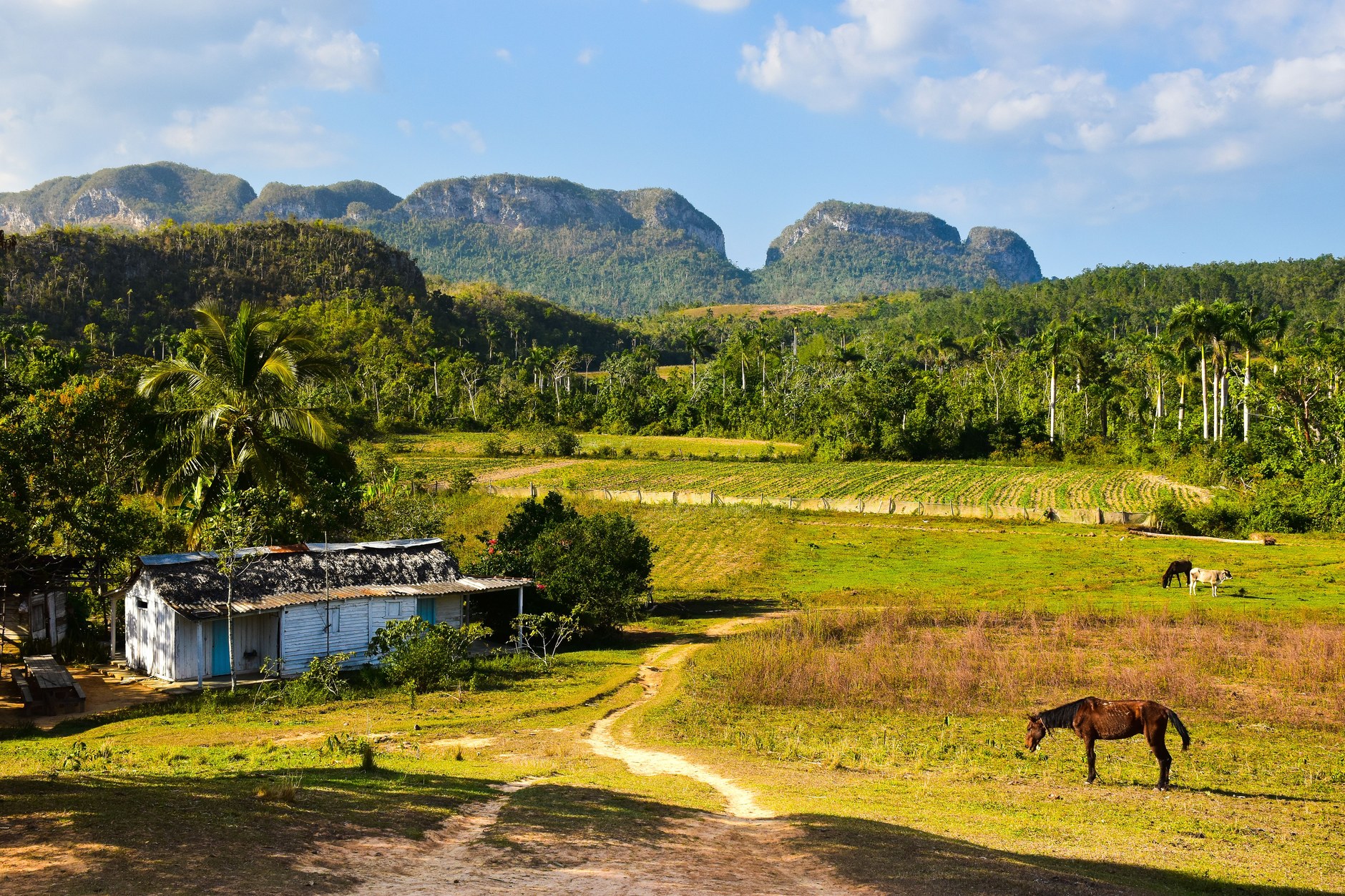 Tranquil agricultural valley in Cuba with horses grazing near palm trees beneath limestone mountains