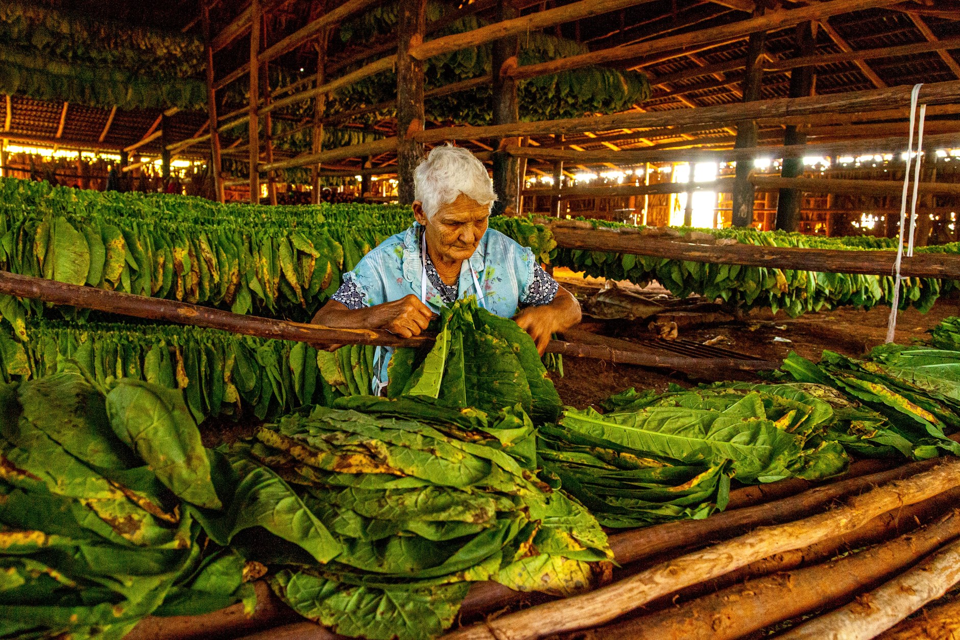 Farmer sorting harvested green tobacco leaves inside a traditional wooden drying barn in Vinales