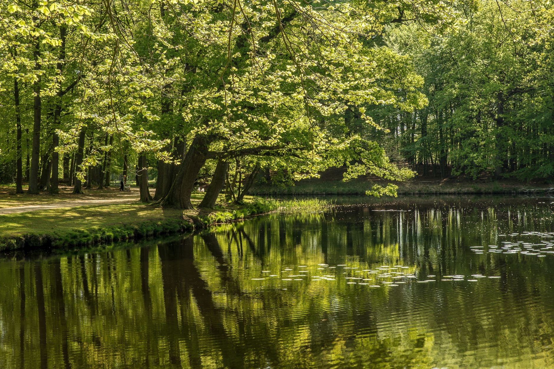 Tranquil water reflections on a historic South Bohemian fishpond bordered by ancient oak trees and water reeds