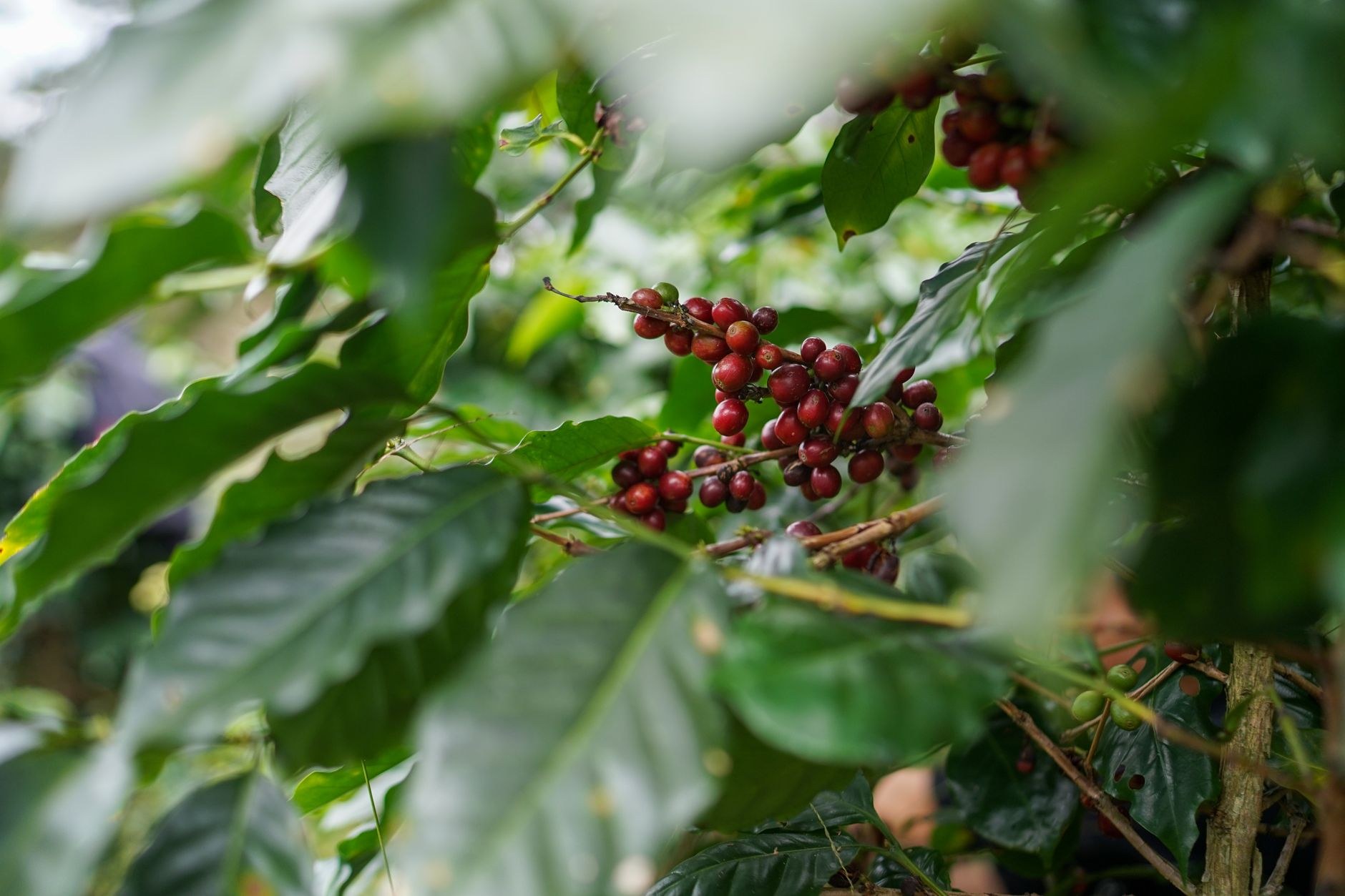 Clusters of bright red ripe coffee cherries growing on leafy bushes in a misty mountain finca