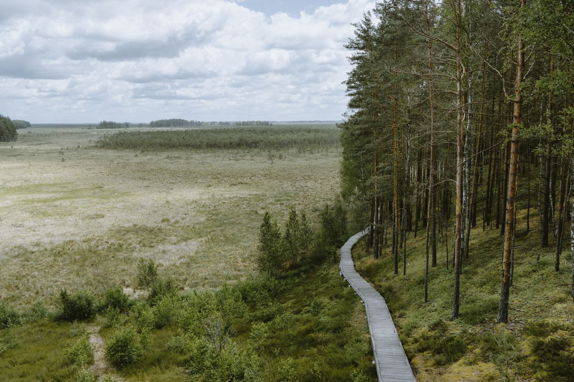 Wooden plank trail winding through miniature pine trees and peat pools in Viru Bog wetland landscape