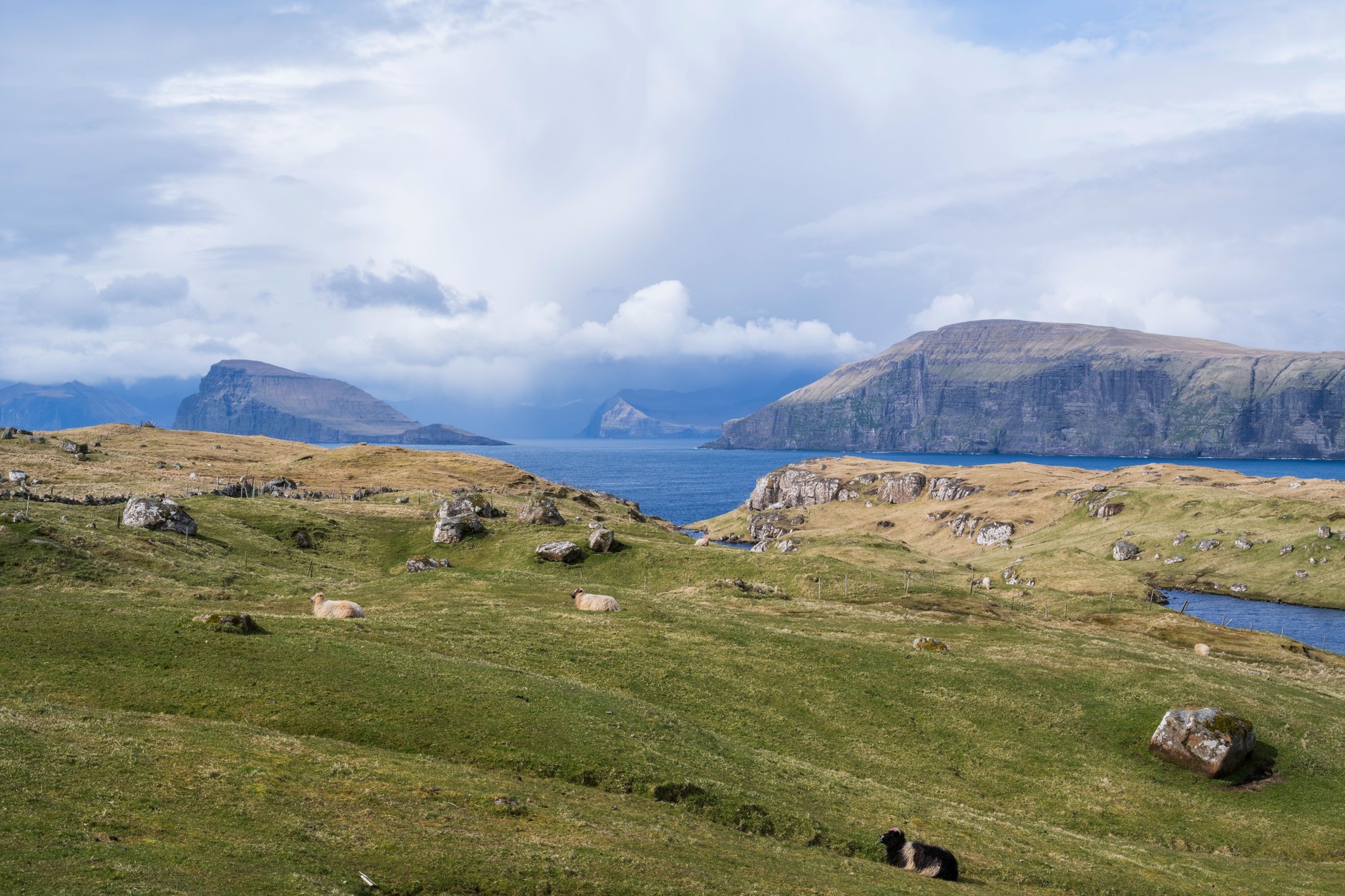 Faroese sheep grazing on steep verdant mountain slopes above the North Atlantic Ocean