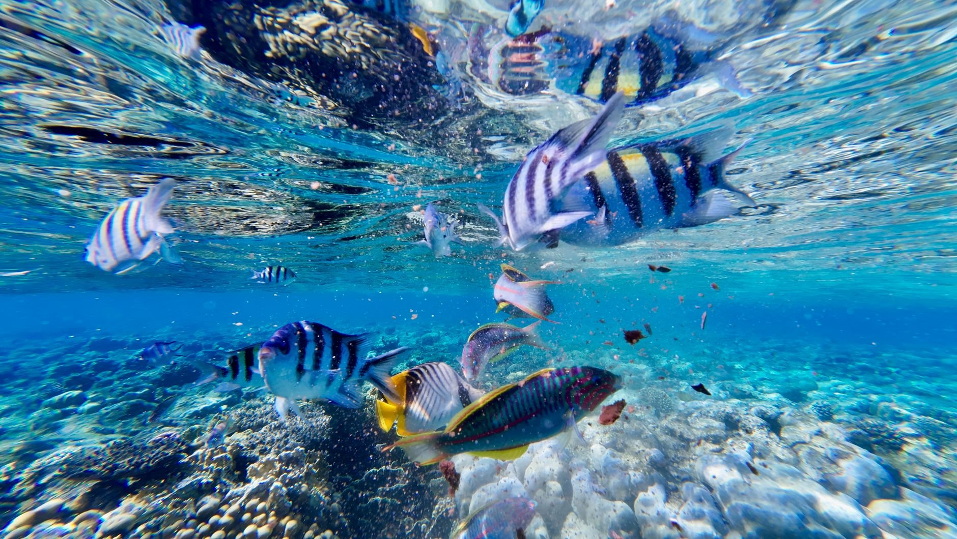 Snorkeler swimming over healthy living brain corals and colorful tropical damselfish in crystal-clear Fijian lagoon water
