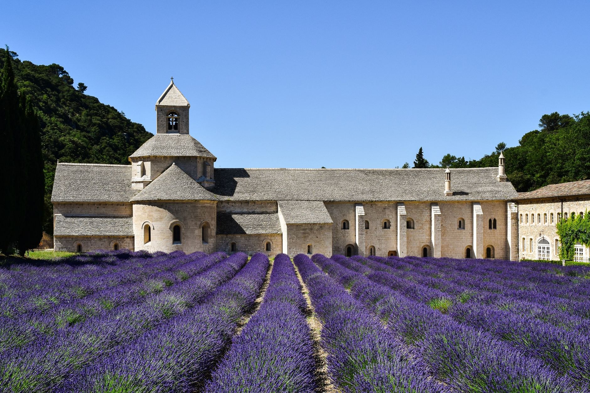 Endless rows of purple blooming lavender stretching to the horizon in Provence