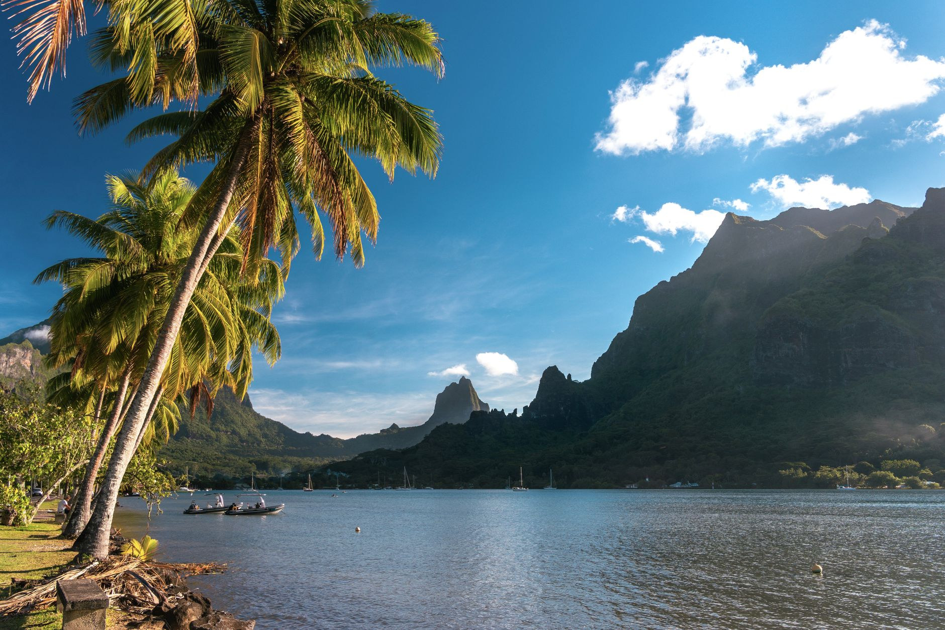 Coconut palms along the shallow turquoise shoreline of Moorea framed by steep green volcanic mountains