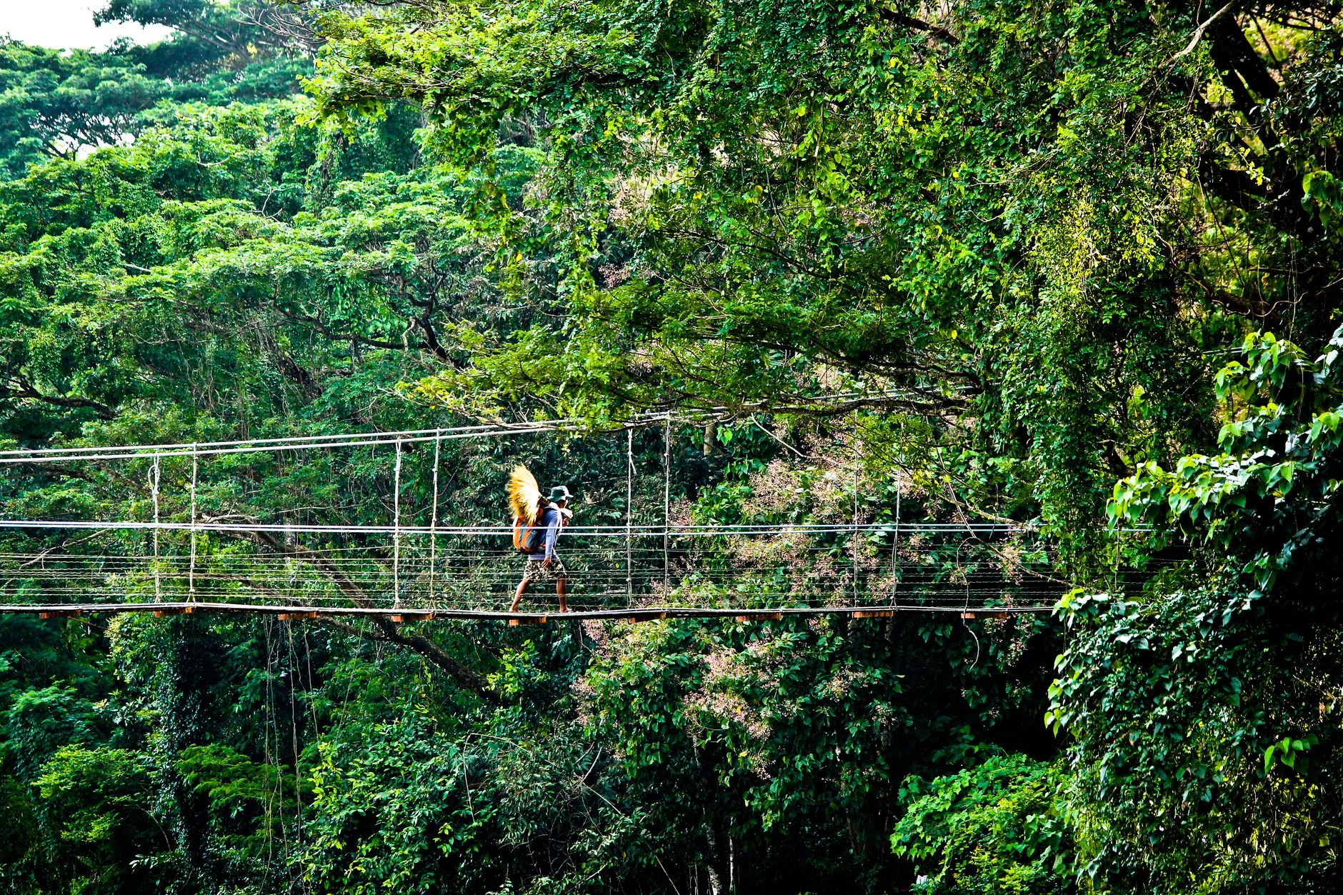 Narrow rope and timber suspension bridge walkway suspended forty meters in the air through the dense emerald canopy of Kakum National Park