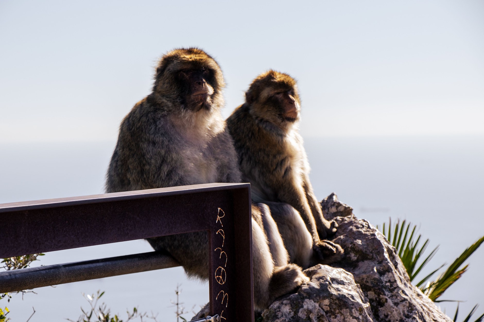 Two wild Barbary macaques resting peacefully on a rocky limestone ledge overlooking the ocean in Gibraltar