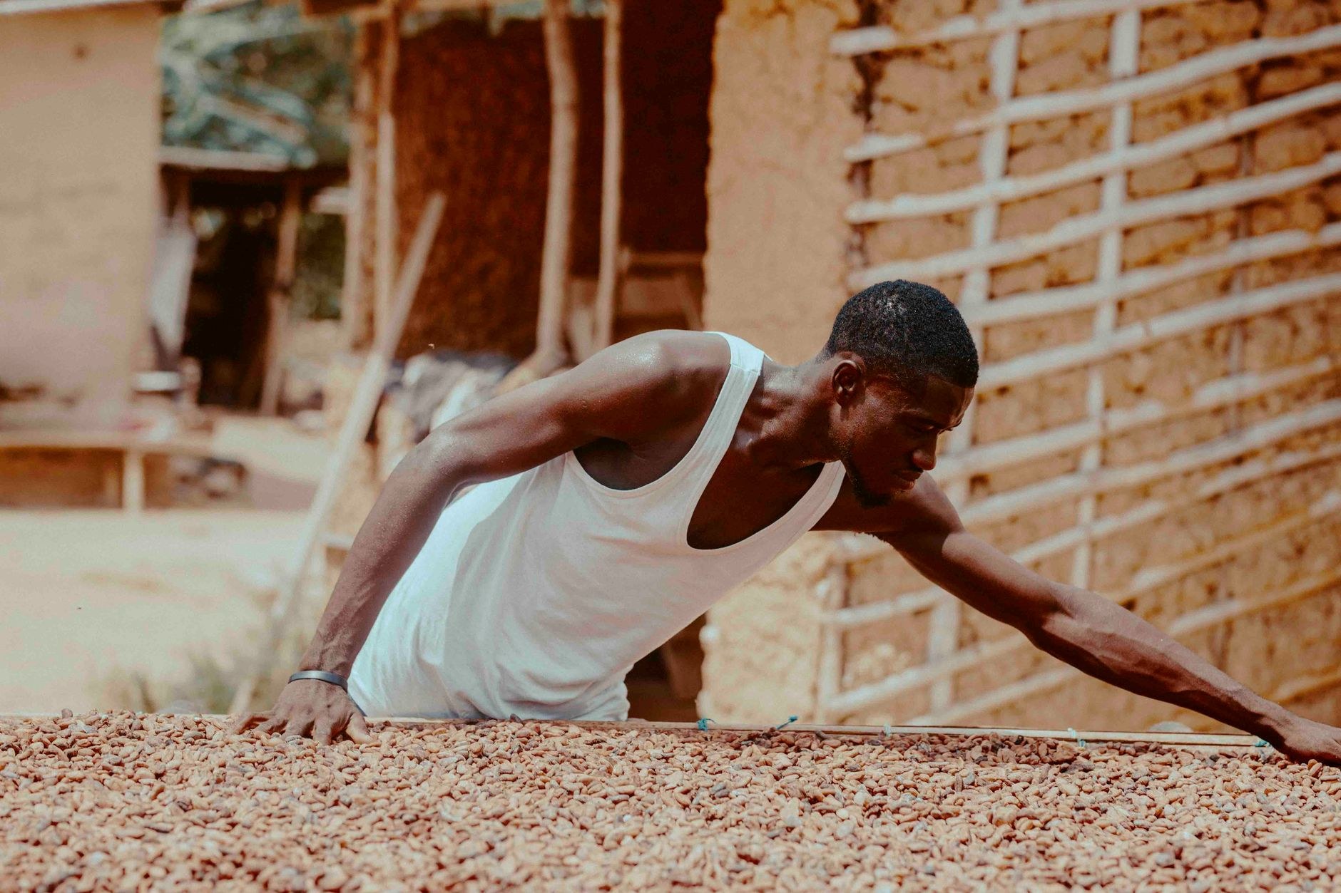 Fermented brown cocoa beans drying under the Caribbean sun in large rolling wooden trays on a heritage estate