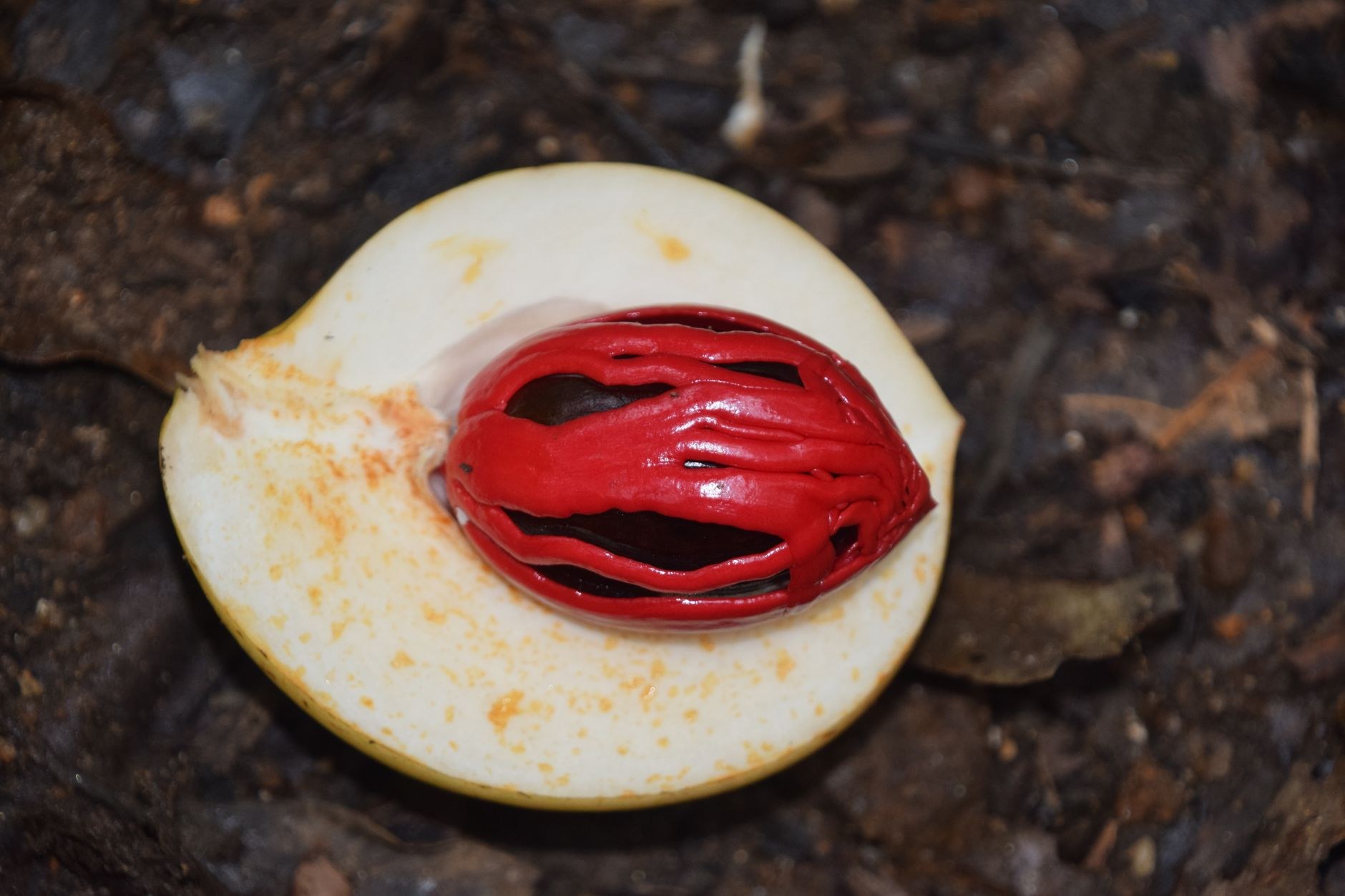 A freshly split yellow nutmeg fruit revealing its glossy brown seed enveloped in scarlet red mace arils