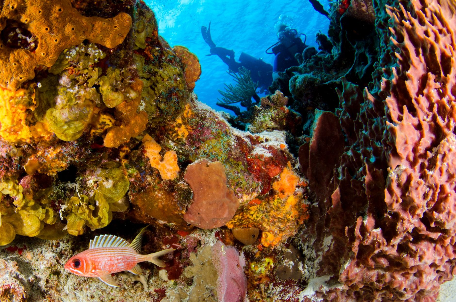Scuba diver gracefully gliding past huge brain corals, sea fans, and colorful reef fish in crystal-clear water