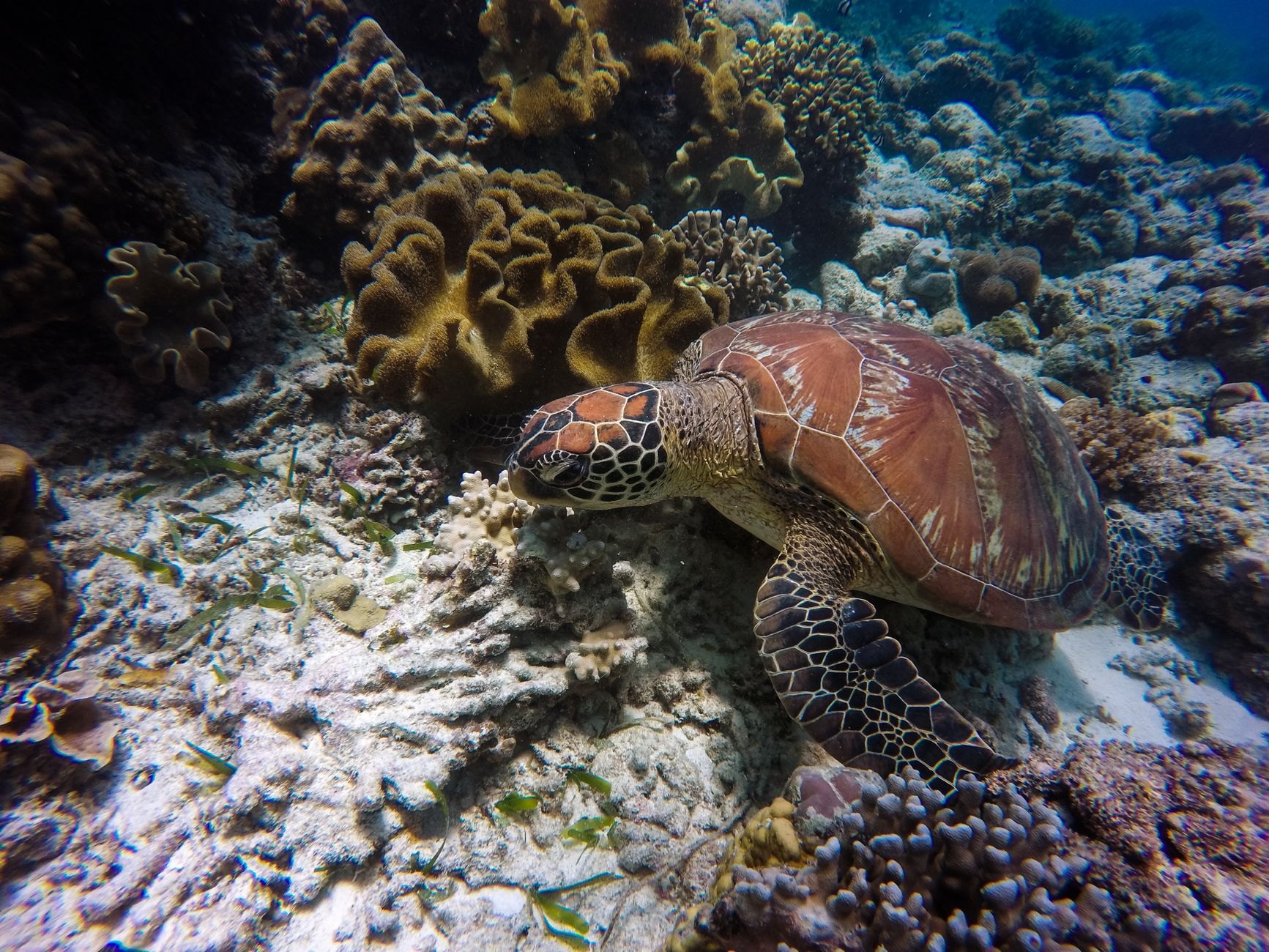 Hawksbill sea turtle swimming peacefully above soft coral beds and purple gorgonians in sunlit Caribbean waters
