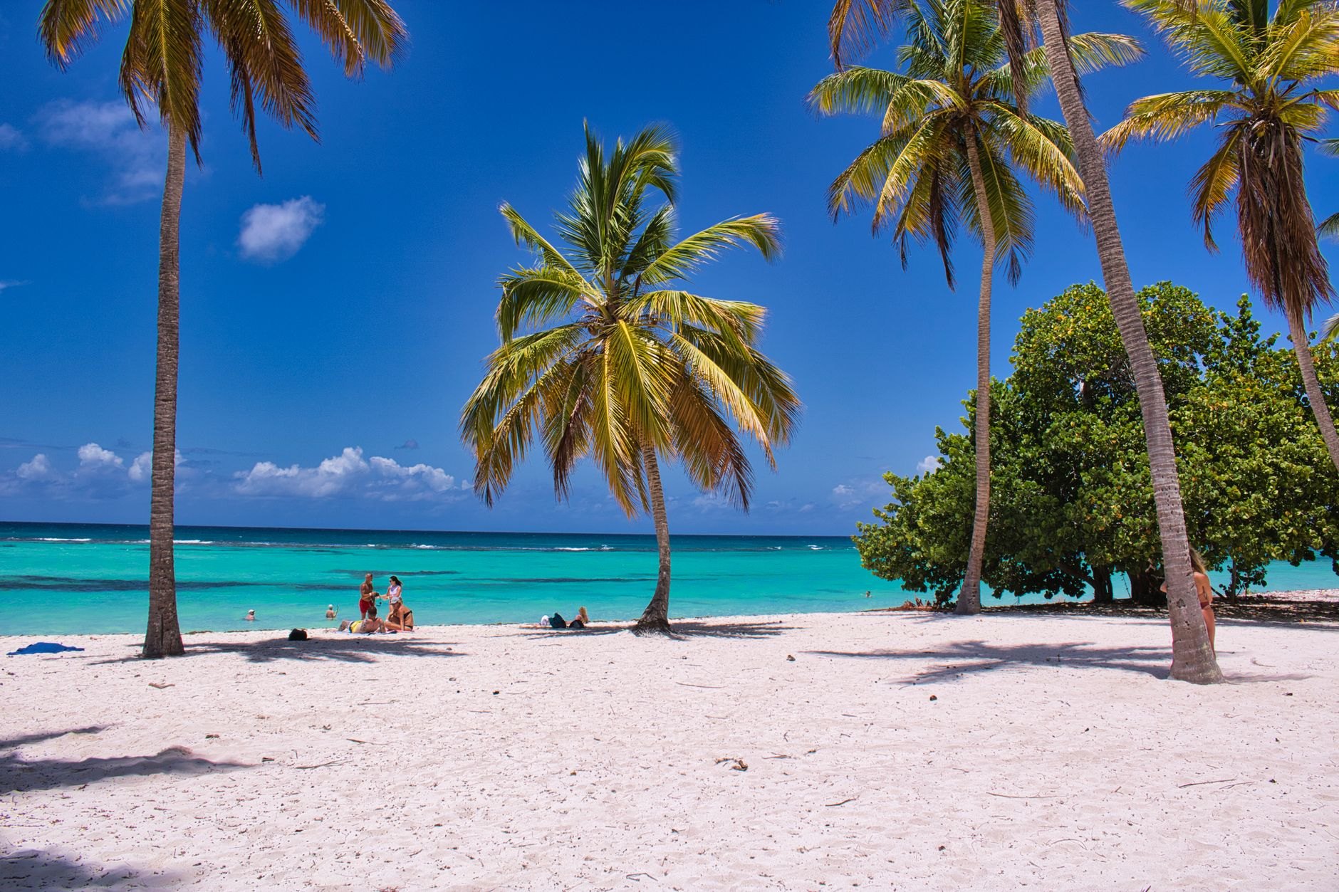 Powder-soft white coral sand curving along crystal-clear turquoise Caribbean waters fringed with leaning coconut palms