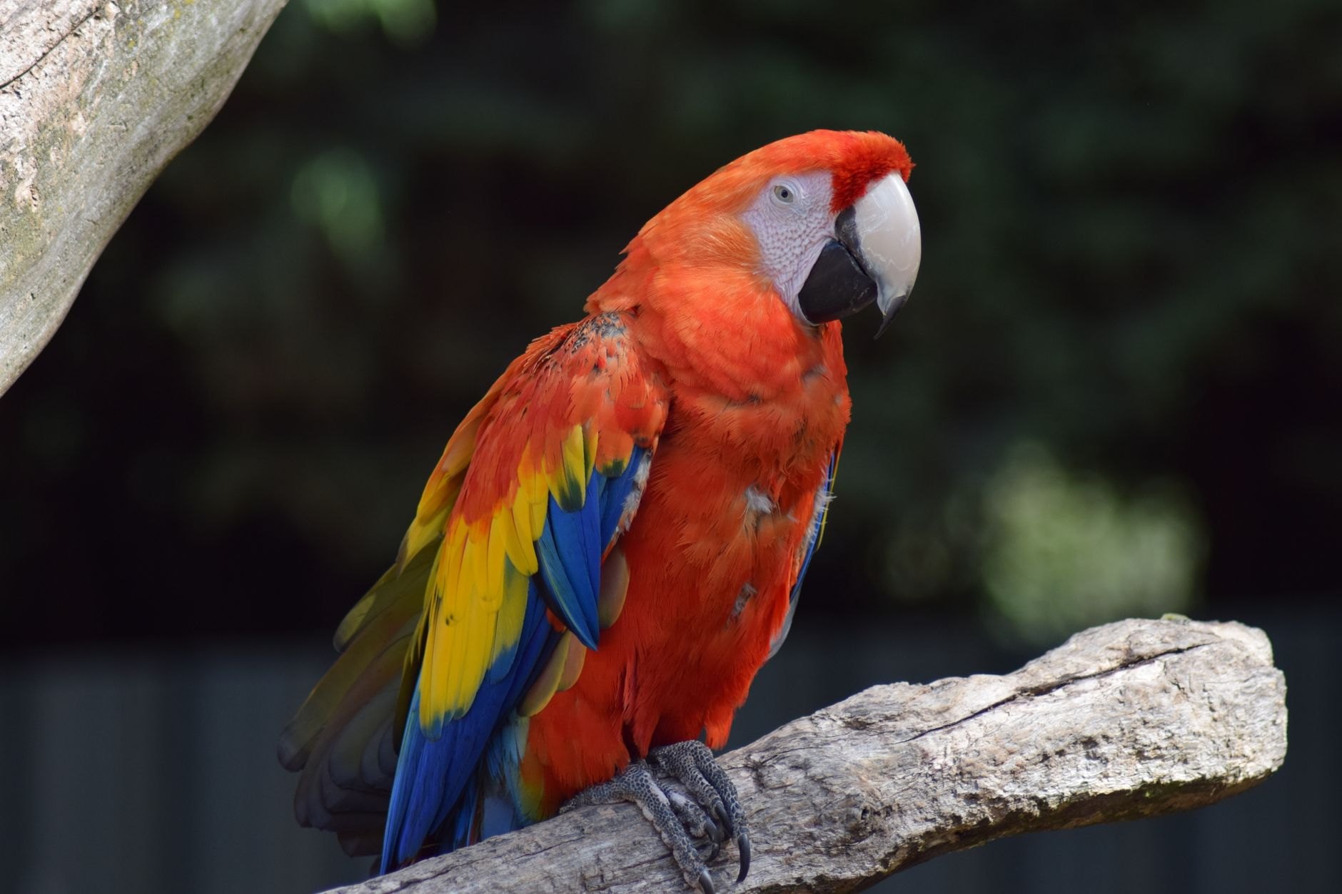 Two radiant scarlet macaws with brilliant red, yellow, and blue plumage perched side by side on a forest branch