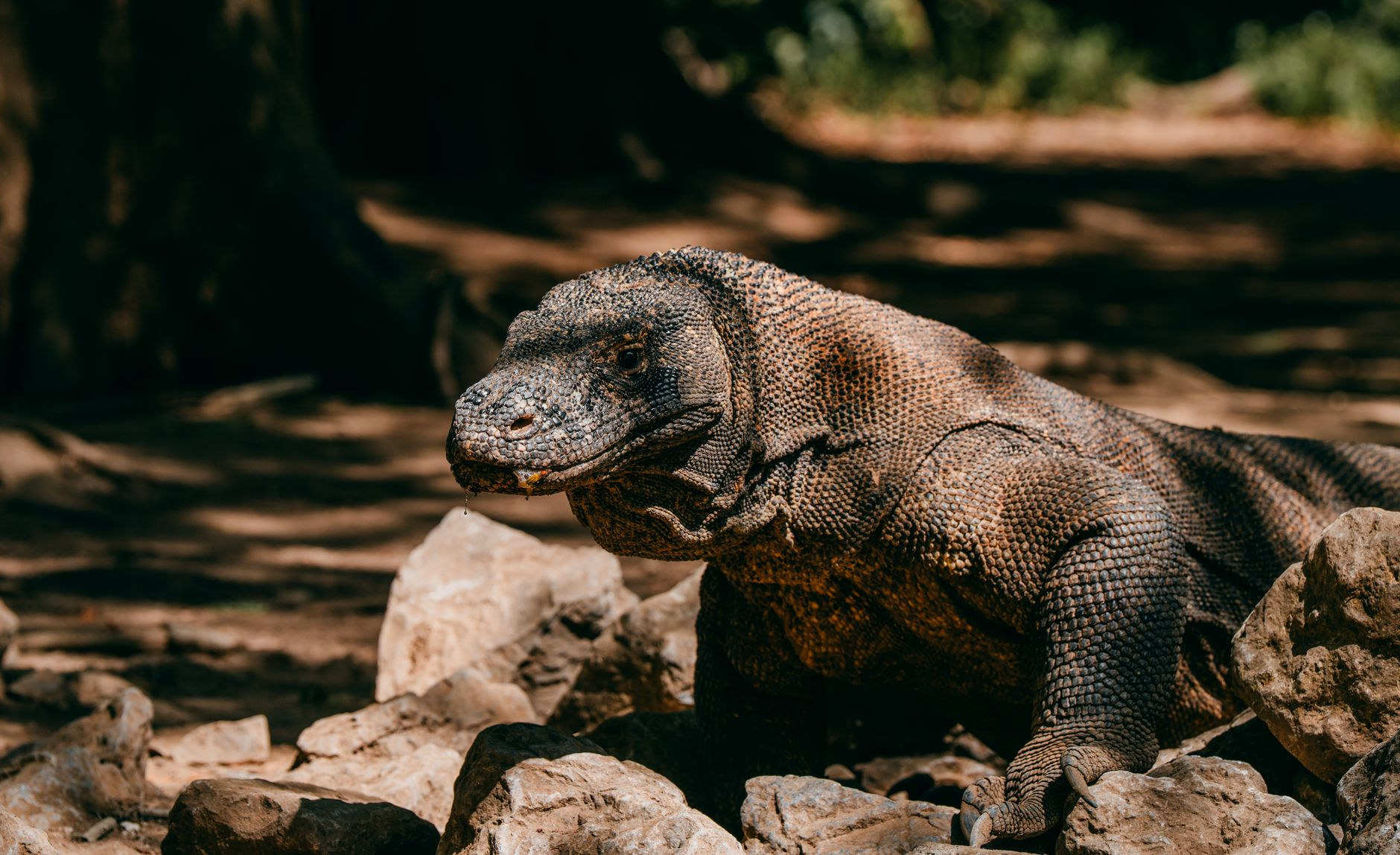 Komodo dragon on rugged terrain in Komodo National Park