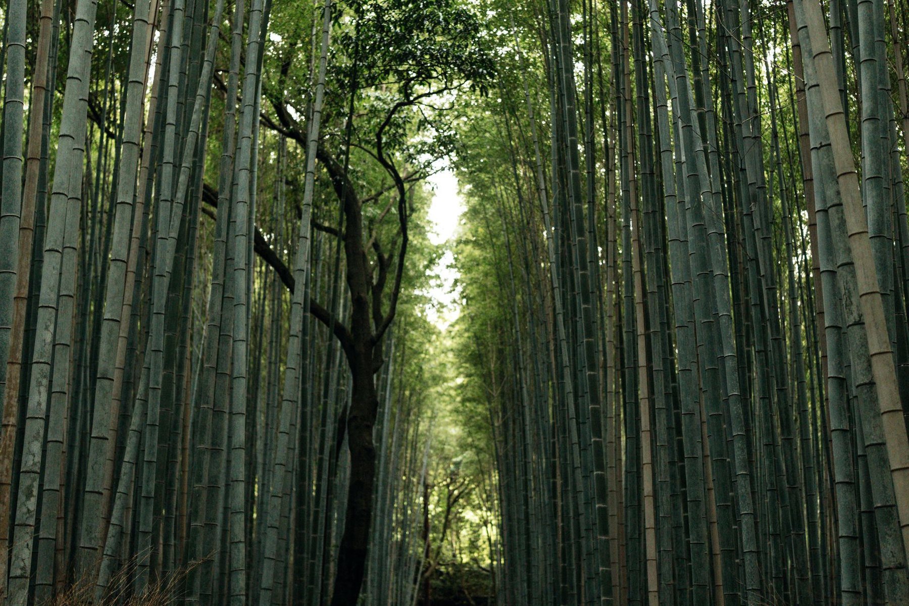 Bamboo grove in Arashiyama, Kyoto