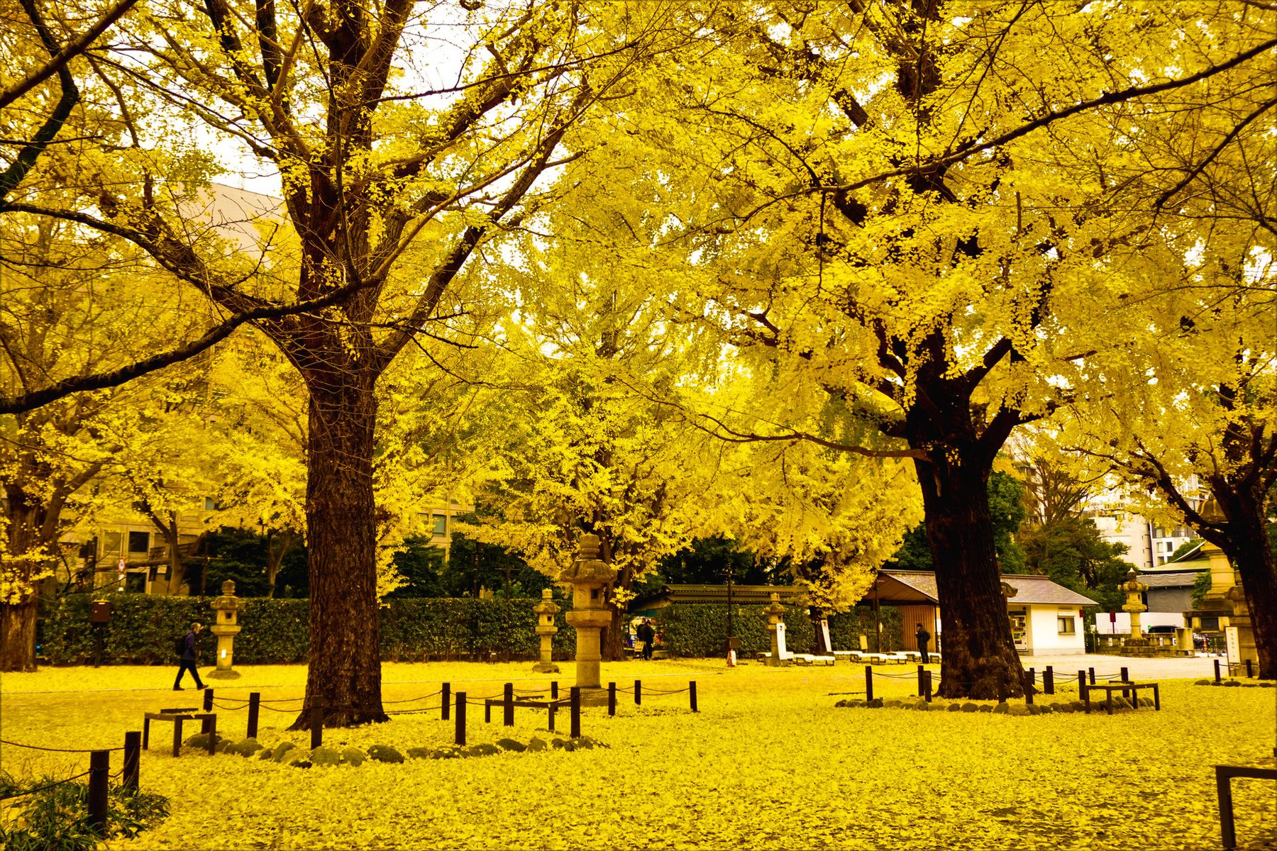 Ginkgo trees in a Tokyo park