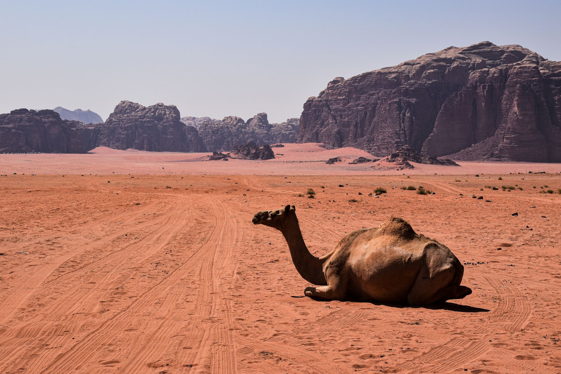 Camel resting peacefully in the crimson sands of Wadi Rum