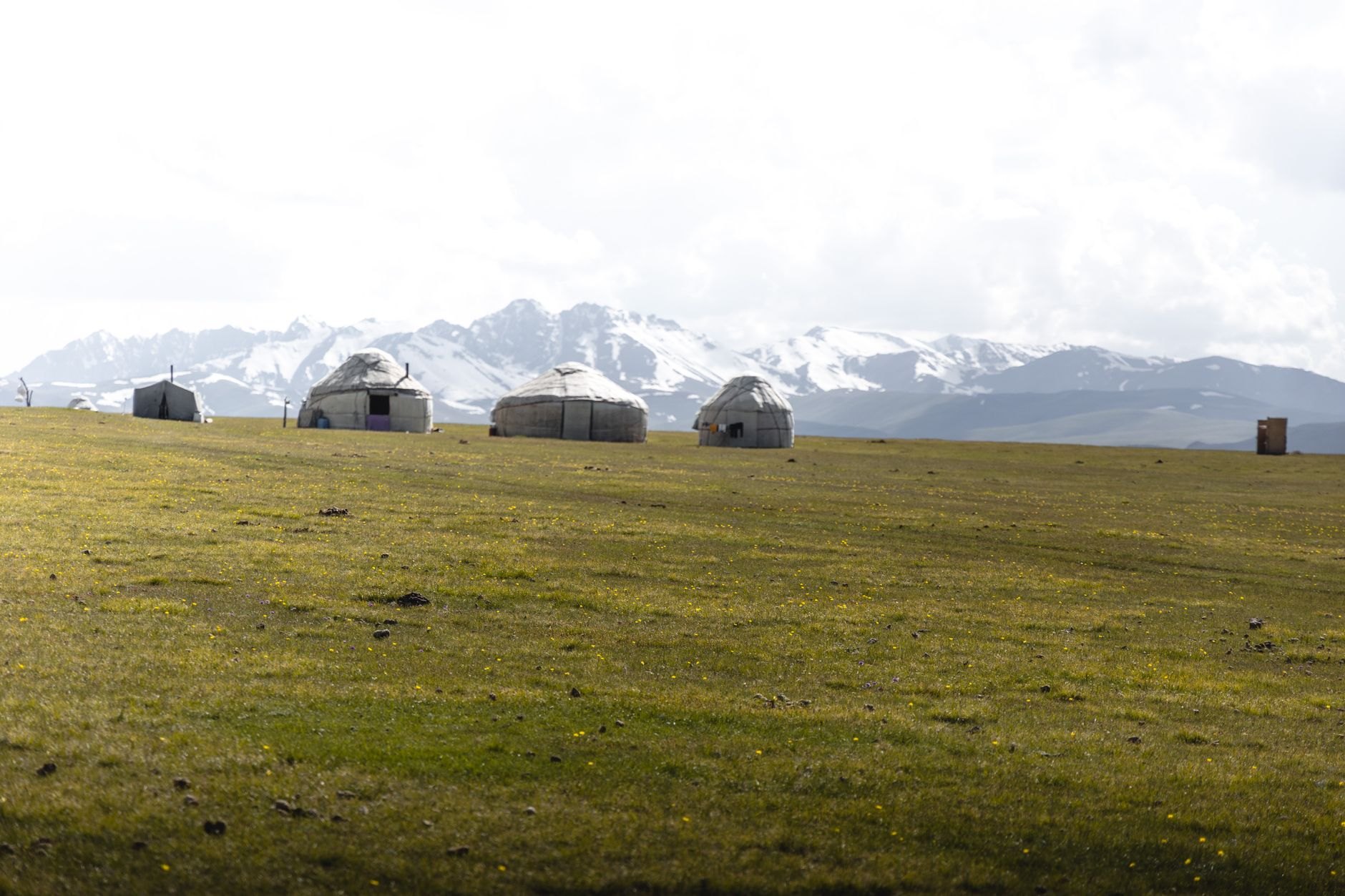 Traditional white felt nomadic yurt standing in a mountain meadow with wooden village cabins in the background