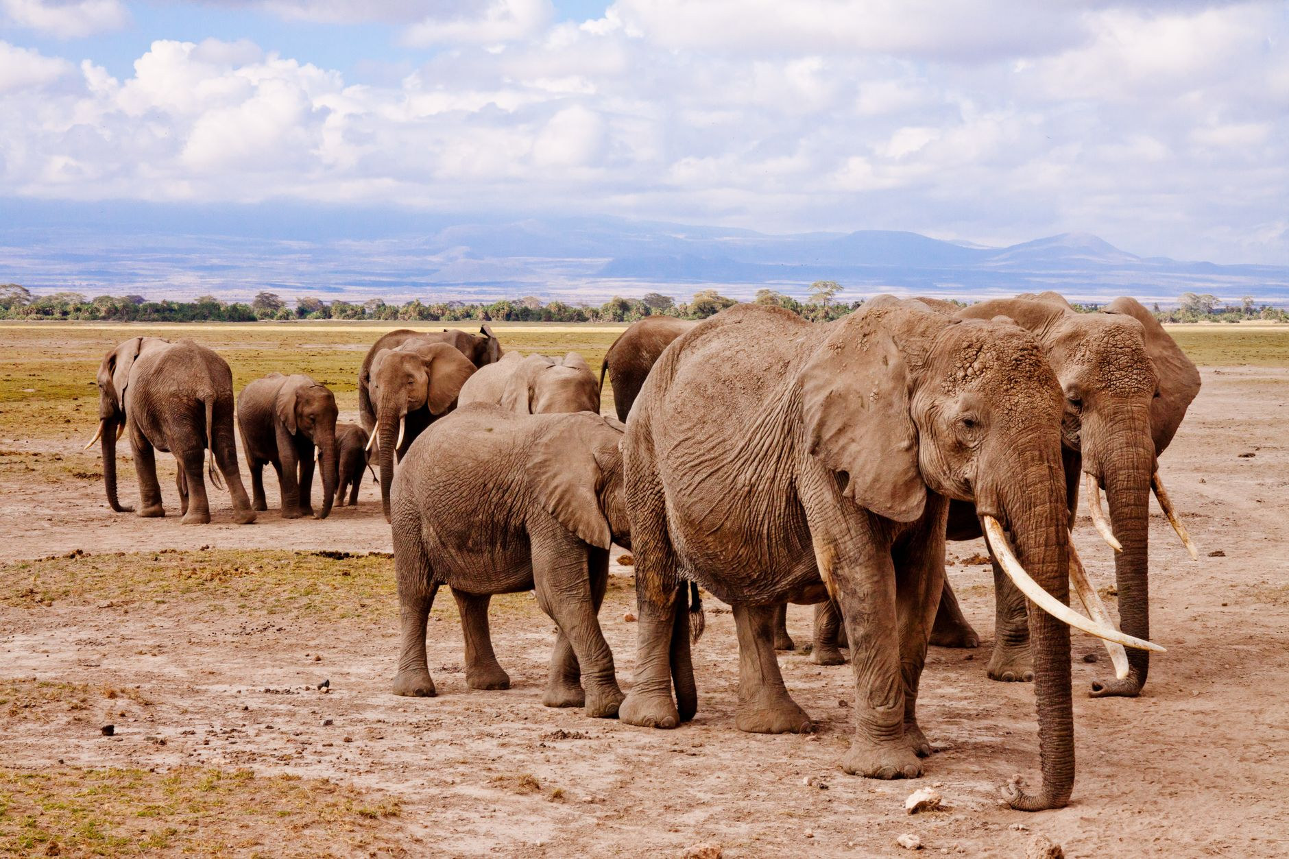 African elephants walking with Mount Kilimanjaro in the background