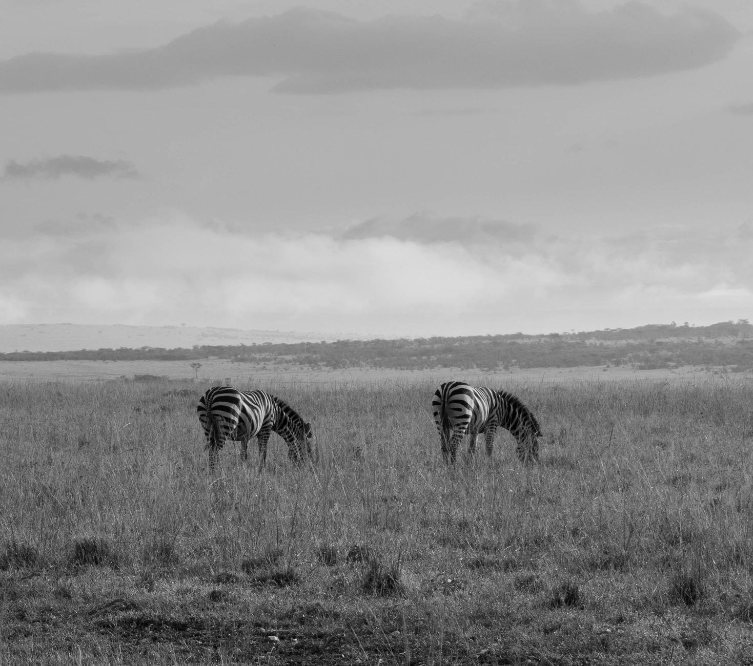 Harem of plains zebras grazing in golden afternoon savannah light