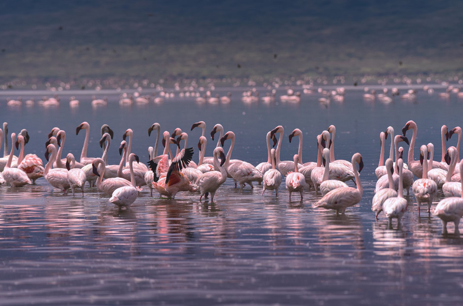 Flock of pink flamingos wading in shallow Rift Valley waters