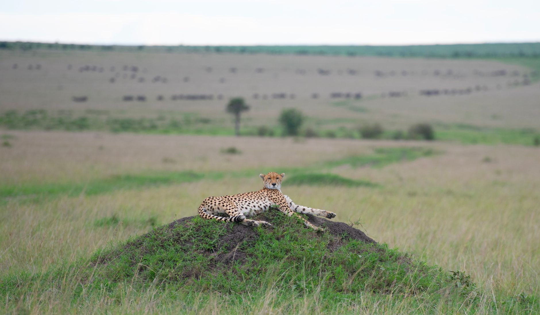 Alert wild cheetah surveying the open plains from a vantage point