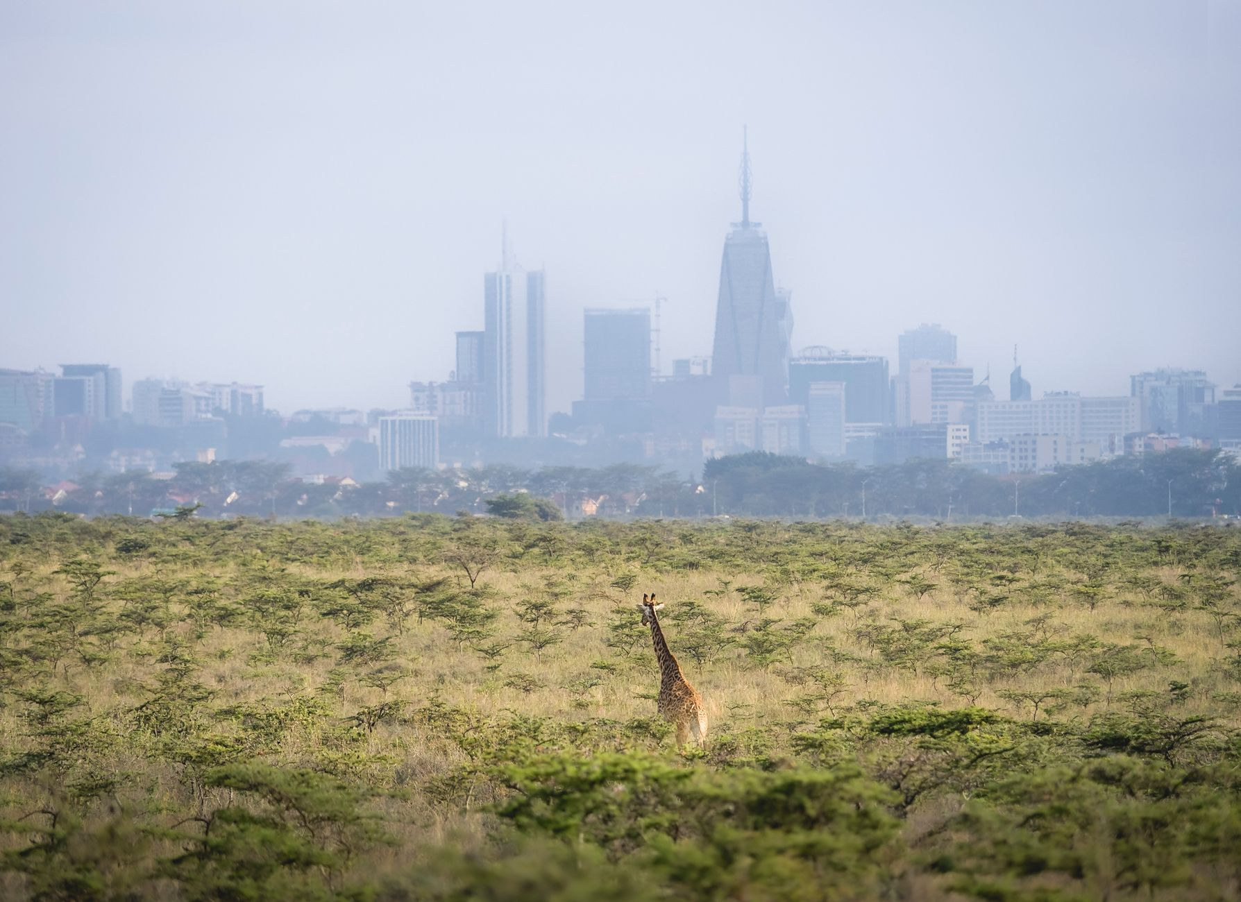 Giraffe feeding on acacia thorns with Nairobi skyline behind