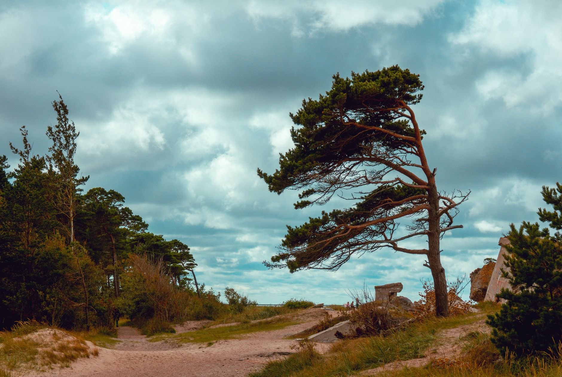 Wide expanse of fine white sand beach meeting gentle blue Baltic Sea waves bordered by coastal pine forests in Jūrmala