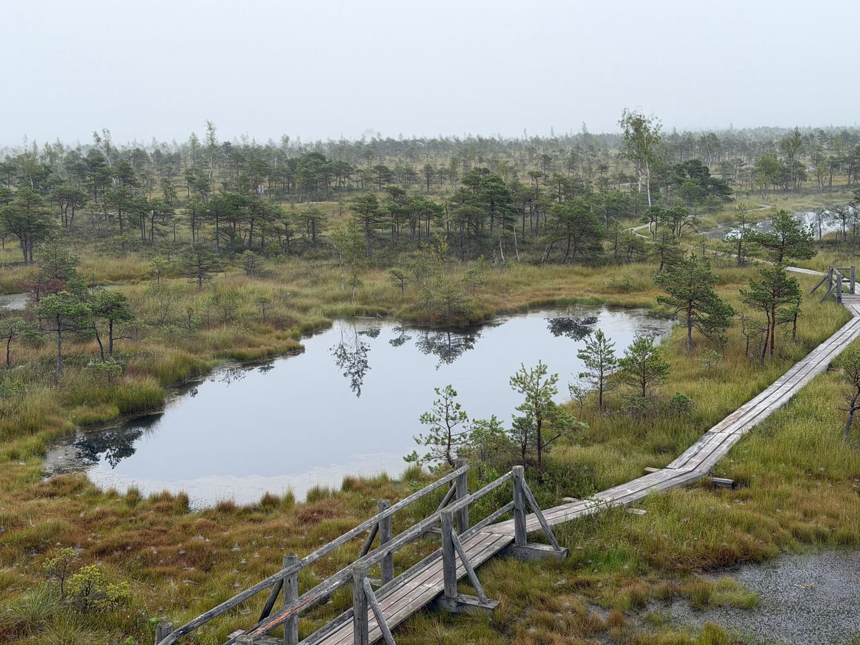 Elevated wooden boardwalk stretching across dark peat pools and low pine trees at sunrise in Ķemeri National Park