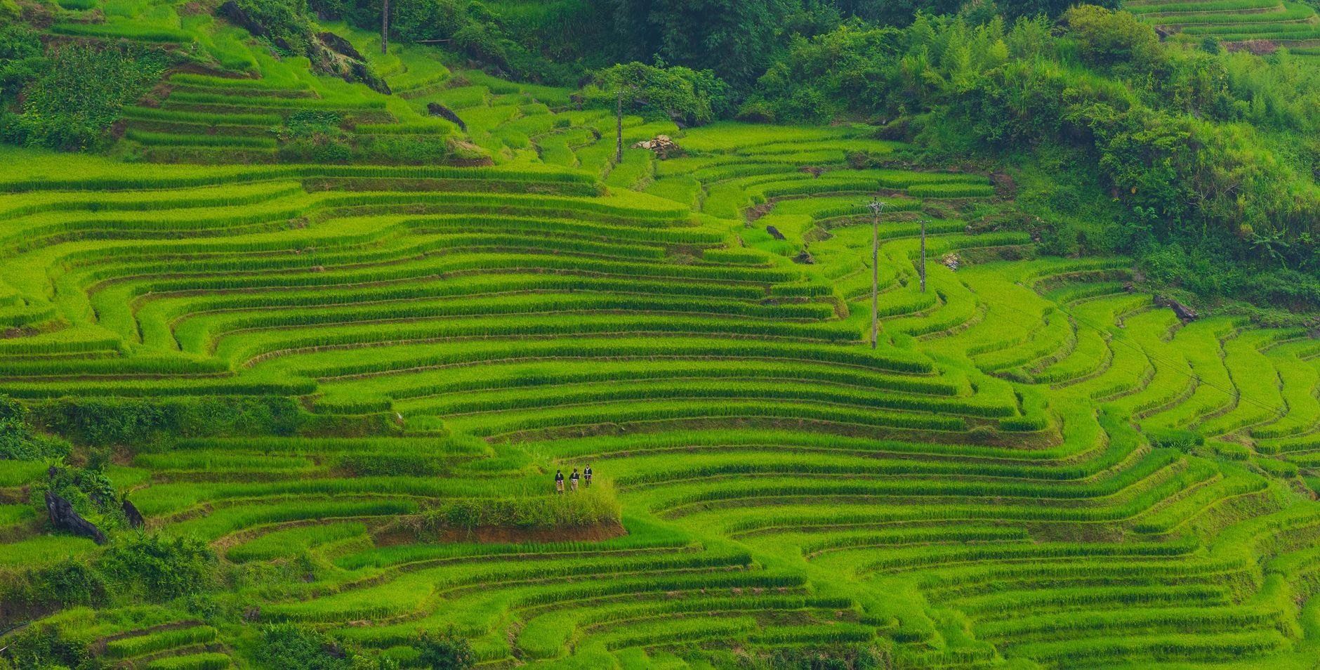 Step-like emerald-green terraced rice paddies carved into red clay highland hillsides along the RN7