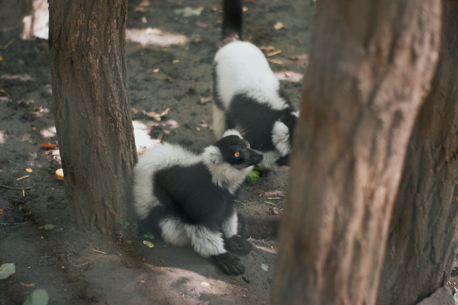 Large black and white lemurs resting high among lush rainforest foliage in eastern Madagascar