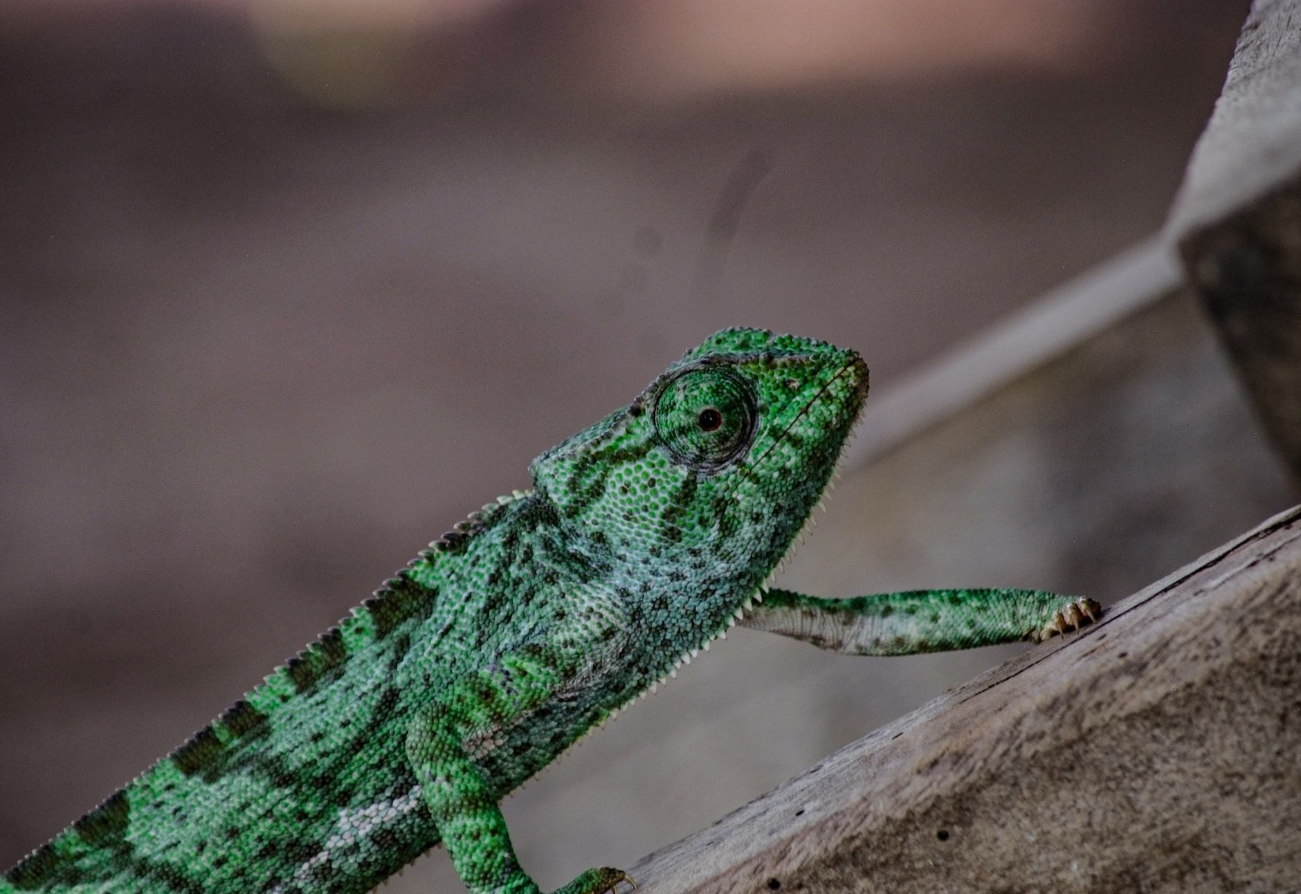 Bright green chameleon with rotating turret eyes gripping a mossy branch at the Peyrieras reserve in Marozevo