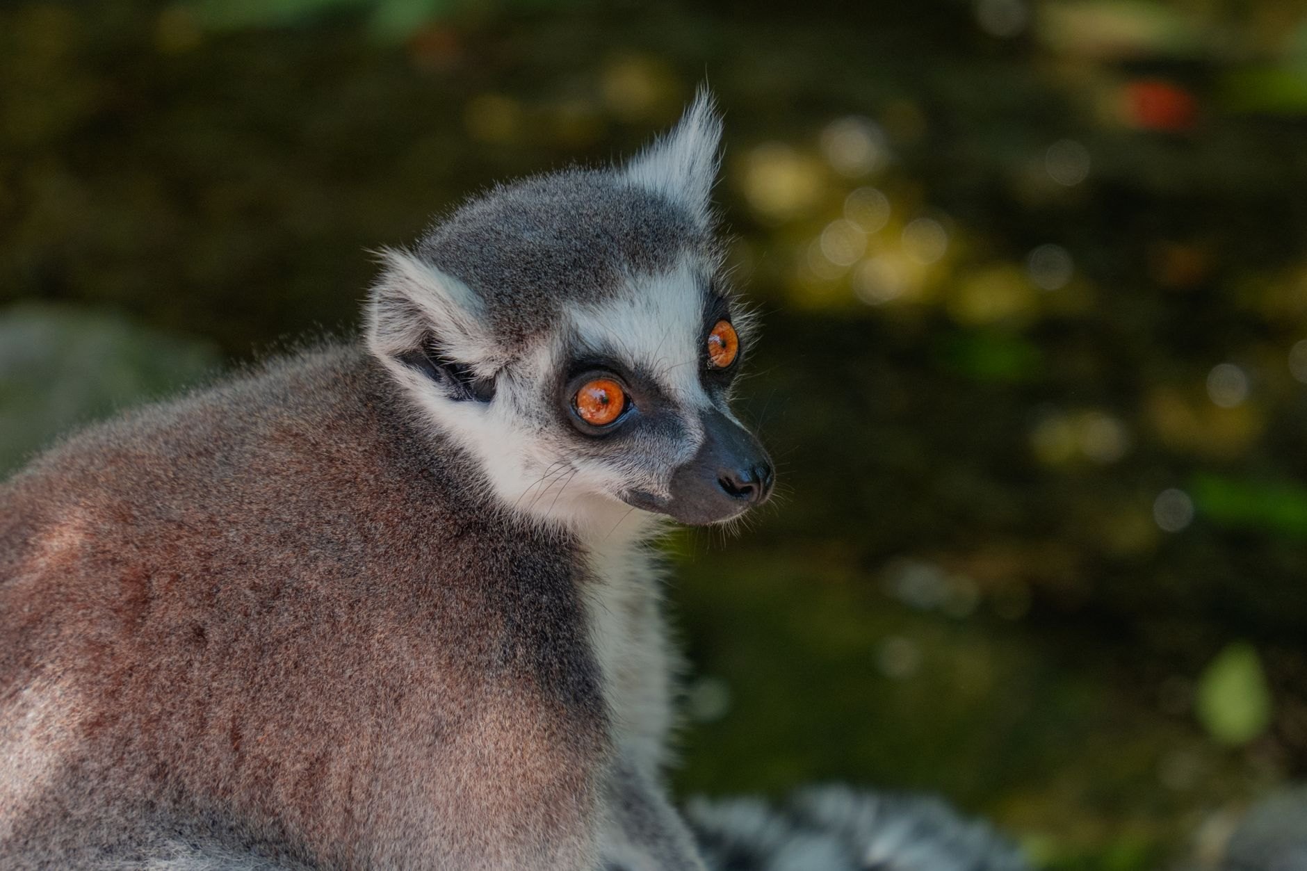 Curious ring-tailed lemur with banded black-and-white tail and amber eyes perched on a wooden branch