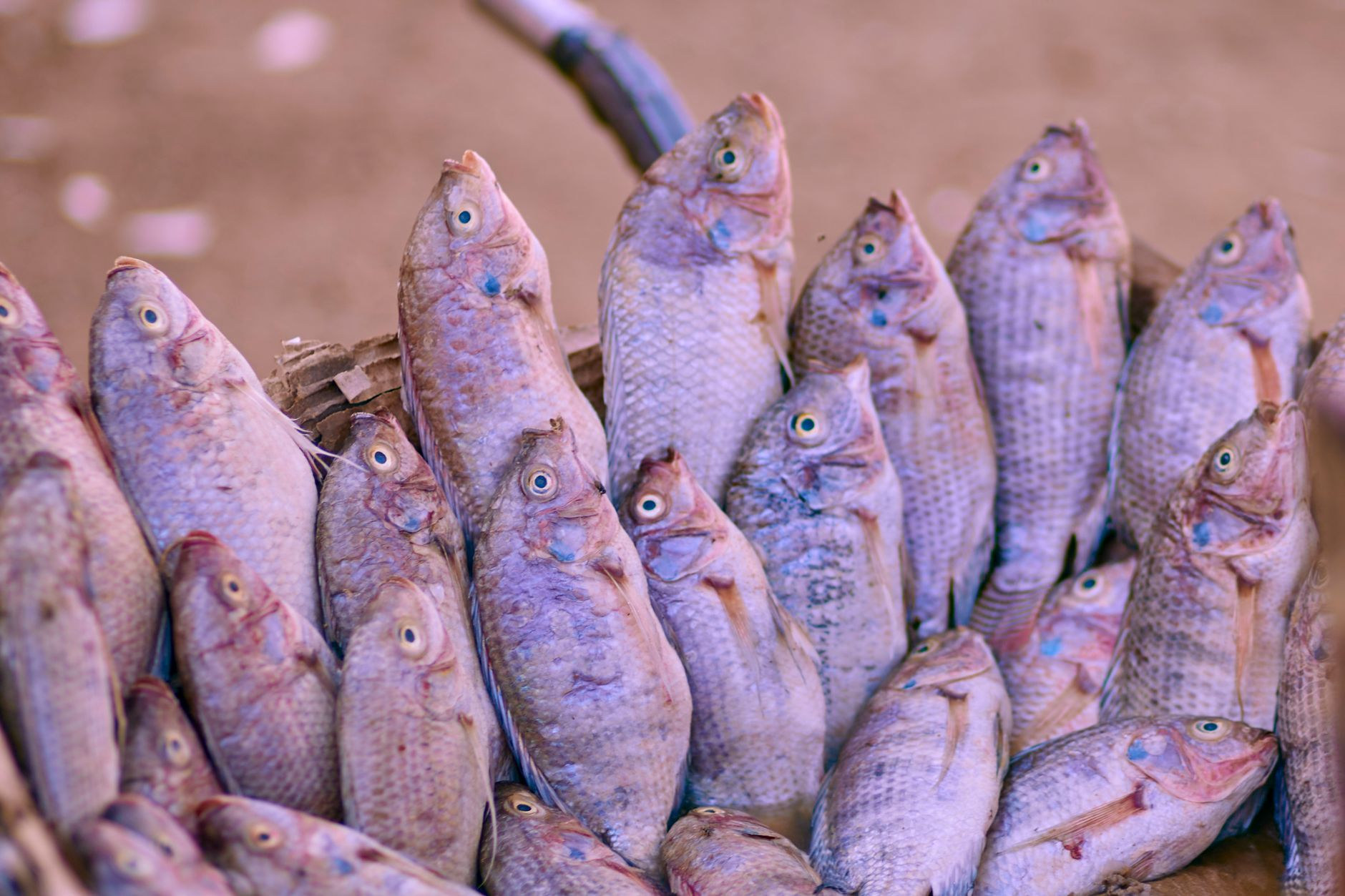 Freshly caught silver tilapia fish neatly stacked in an artisanal woven market basket in a lakeside village