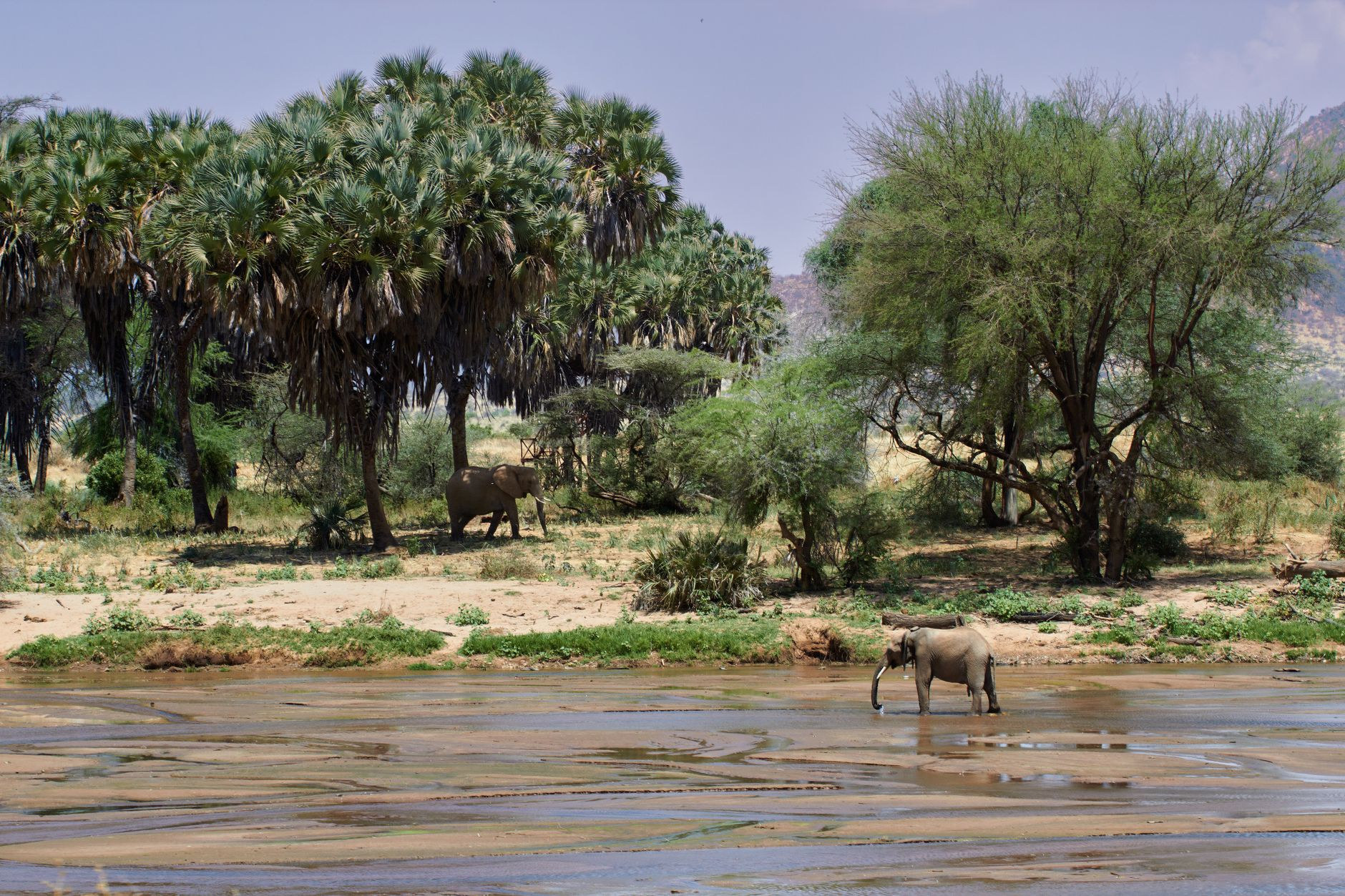 African elephants drinking and grazing along the reed-lined banks of the Shire River in Liwonde National Park