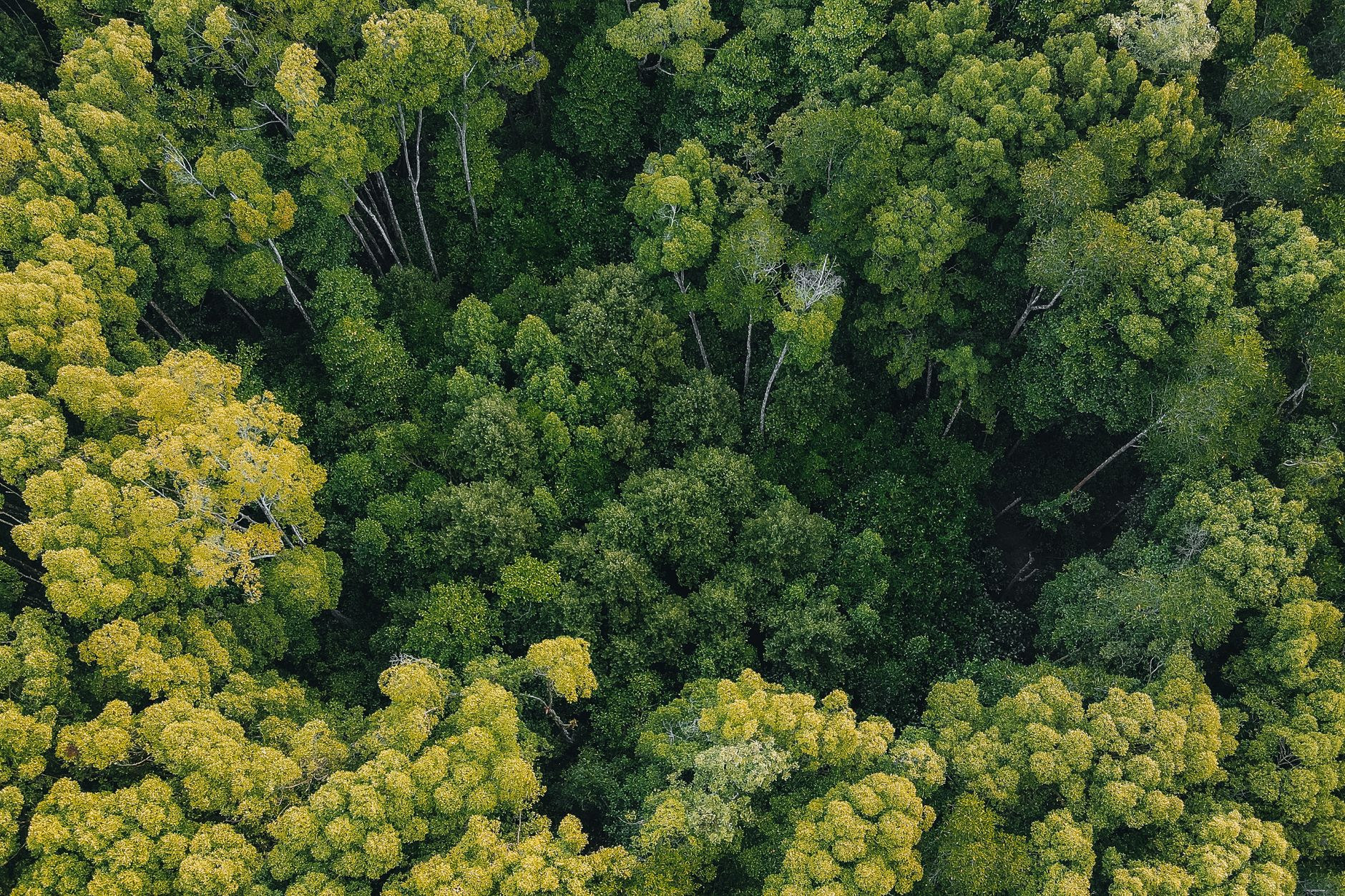 Dense ancient tropical rainforest canopy in Malaysia