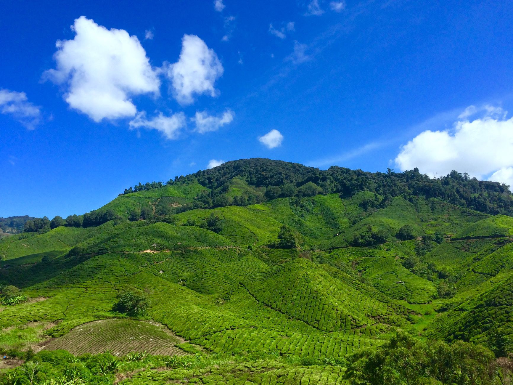 Endless rolling green tea bushes in the Cameron Highlands