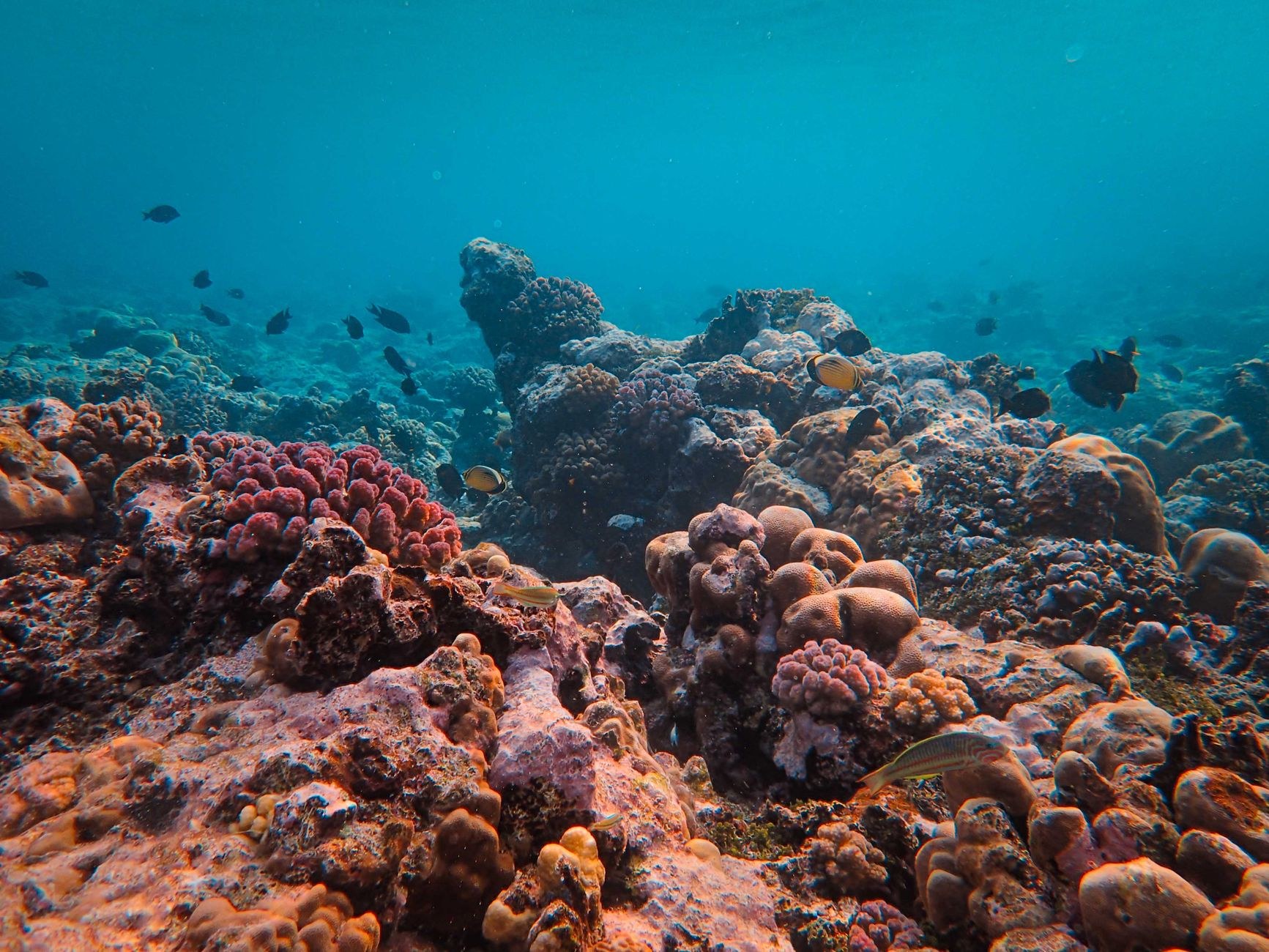 A thriving coral reef teeming with schools of yellow and blue tropical fish in sparkling sunlight