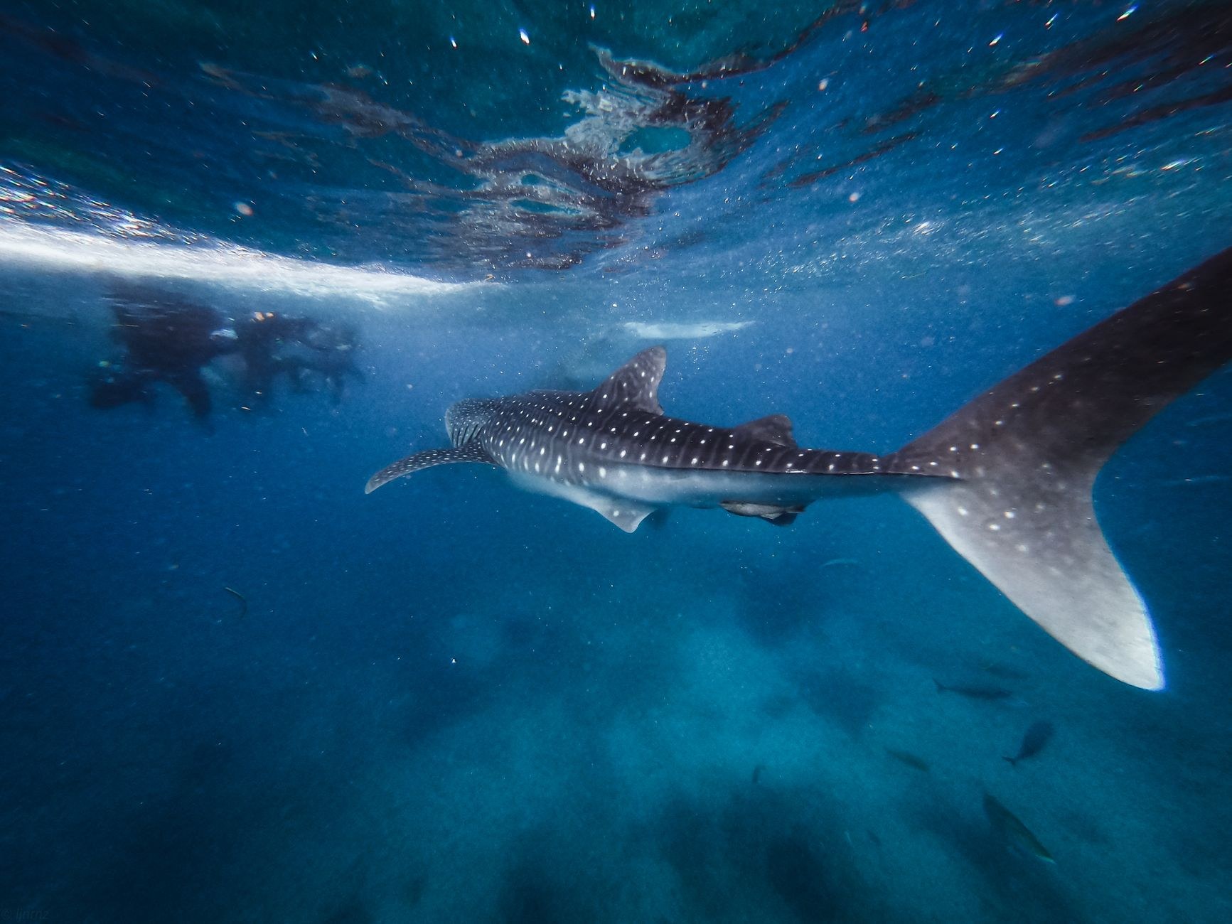 A massive spotted whale shark gliding gracefully through sunlit turquoise ocean waters alongside small fish