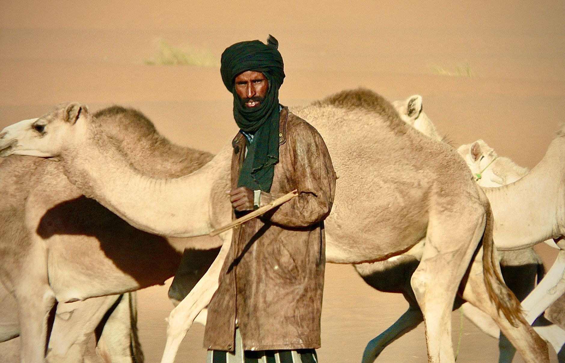 Saharan nomad leading camels across golden desert dunes under bright desert sun in Mauritania