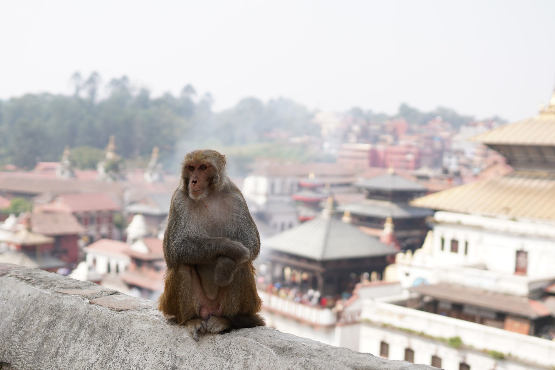 Golden spire of Swayambhunath Monkey Temple overlooking Kathmandu city basin